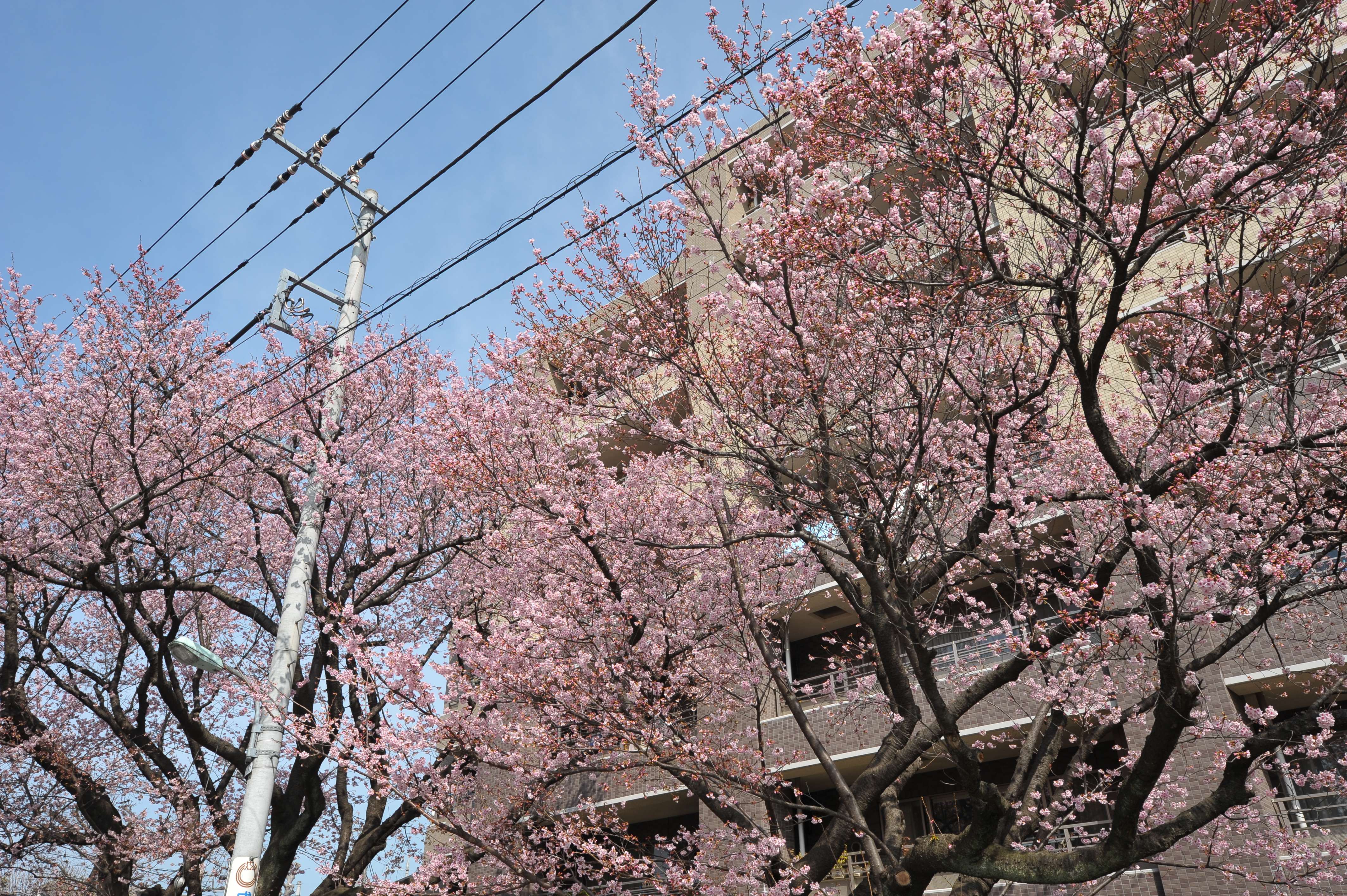 <b>D700 / AF-S NIKKOR 16-35mm F4 G ED VR / 約6.6MB / 4,256×2,832 / 1/320秒 / F8 / 0EV / ISO200 / WB:晴天 / 26mm</b>