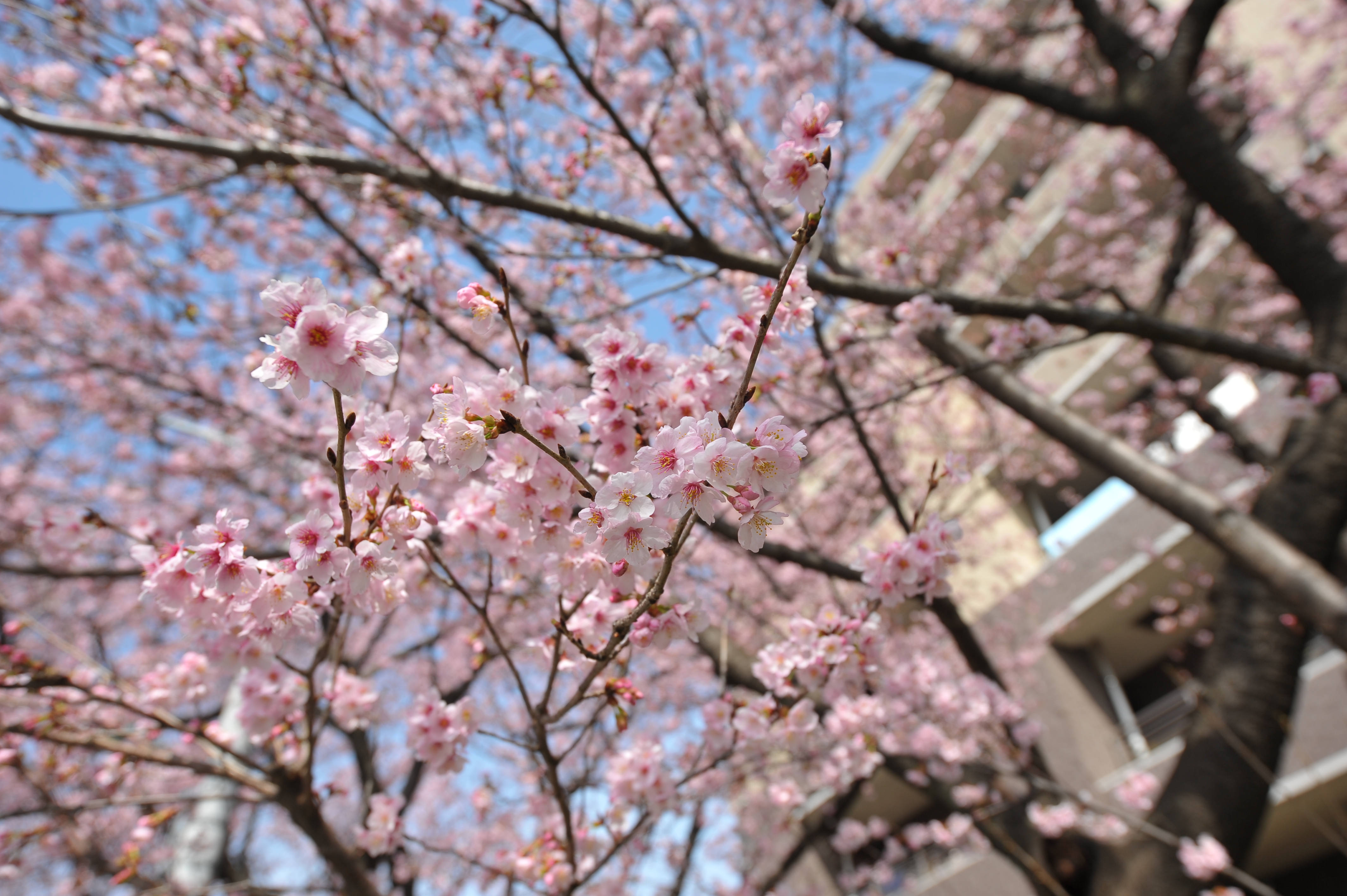 <b>D700 / AF-S NIKKOR 16-35mm F4 G ED VR / 約3.7MB / 4,256×2,832 / 1/640秒 / F5 / +0.7EV / ISO200 / WB:晴天 / 24mm</b>