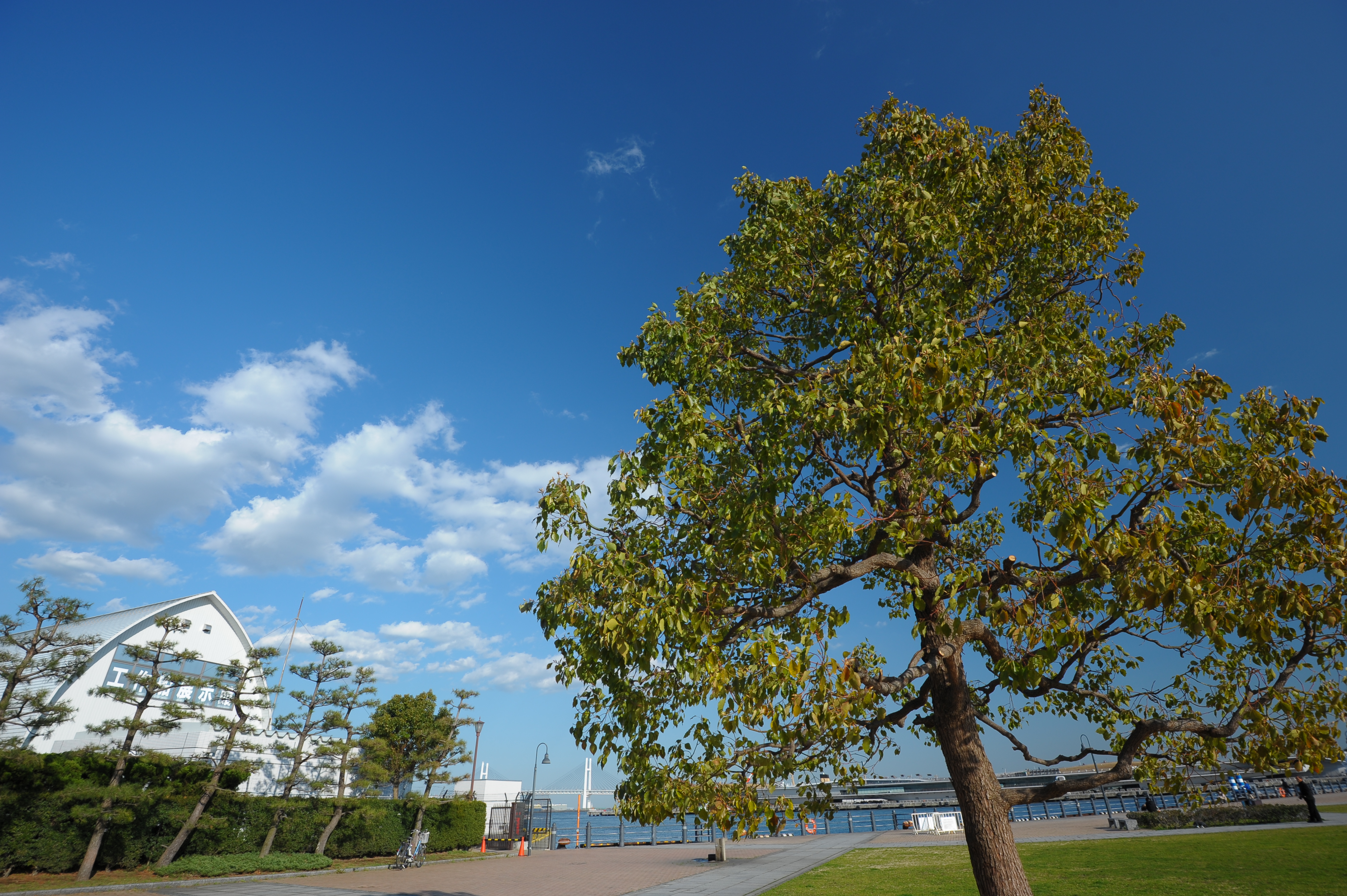 <b>D700 / AF-S NIKKOR 16-35mm F4 G ED VR / 約6.0MB / 4,256×2,832 / 1/125秒 / F8 / -0.3EV / ISO200 / WB:4,760K / 16mm</b>