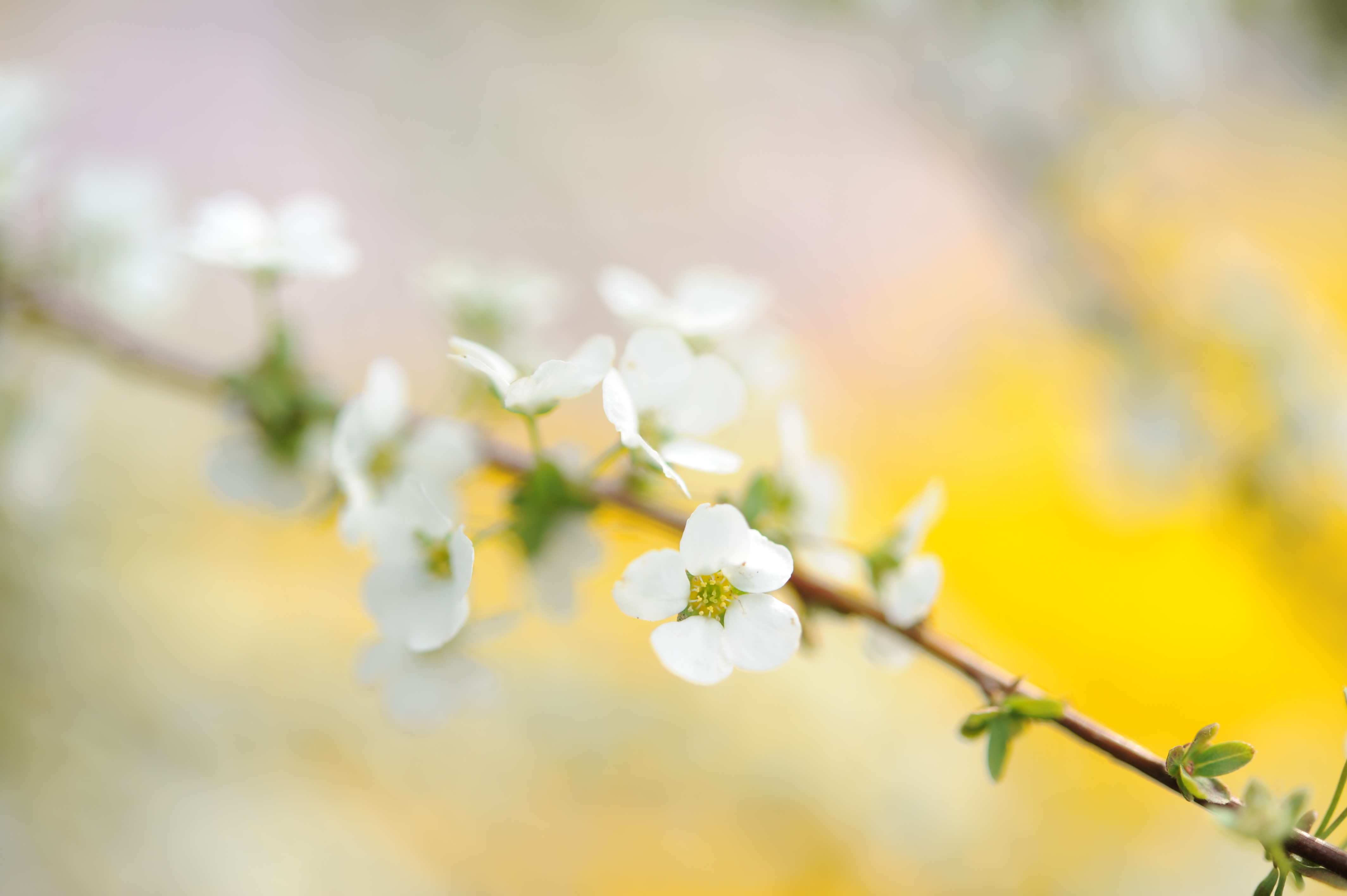 <b>D700 / AF-S Micro NIKKOR 60mm F2.8 G ED / 約2.4MB / 4,256×2,832 / 1/640秒 / F3.3 / +1EV / ISO200 / WB:晴天 / 60mm</b>