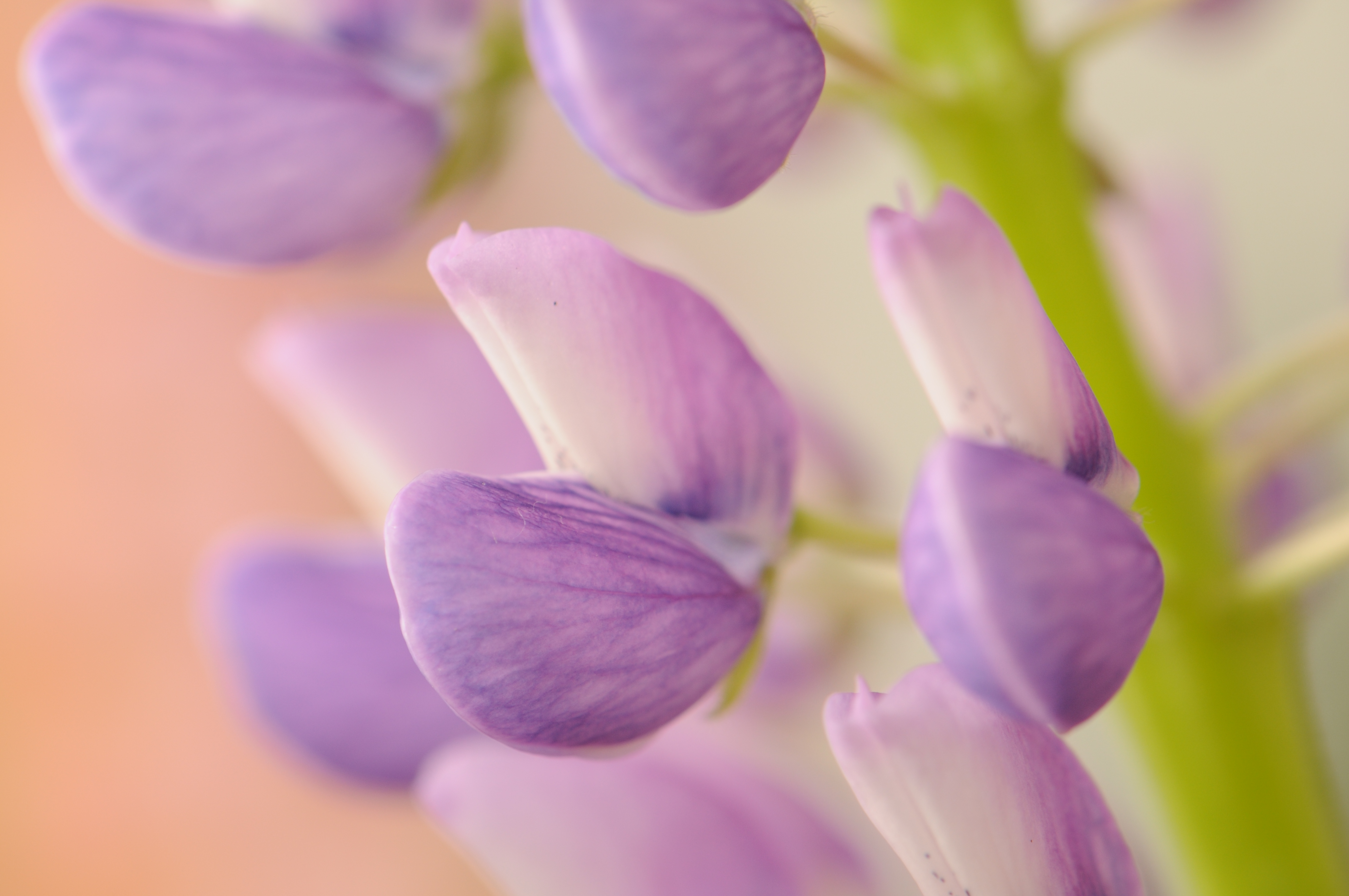 <b>D300 / AF-S DX Micro NIKKOR 85mm F3.5 G ED VR / 約2.8MB / 4,288×2,848 / 1/8秒 / F8 / -0.3EV / ISO200 / WB:曇天 / 85mm</b>