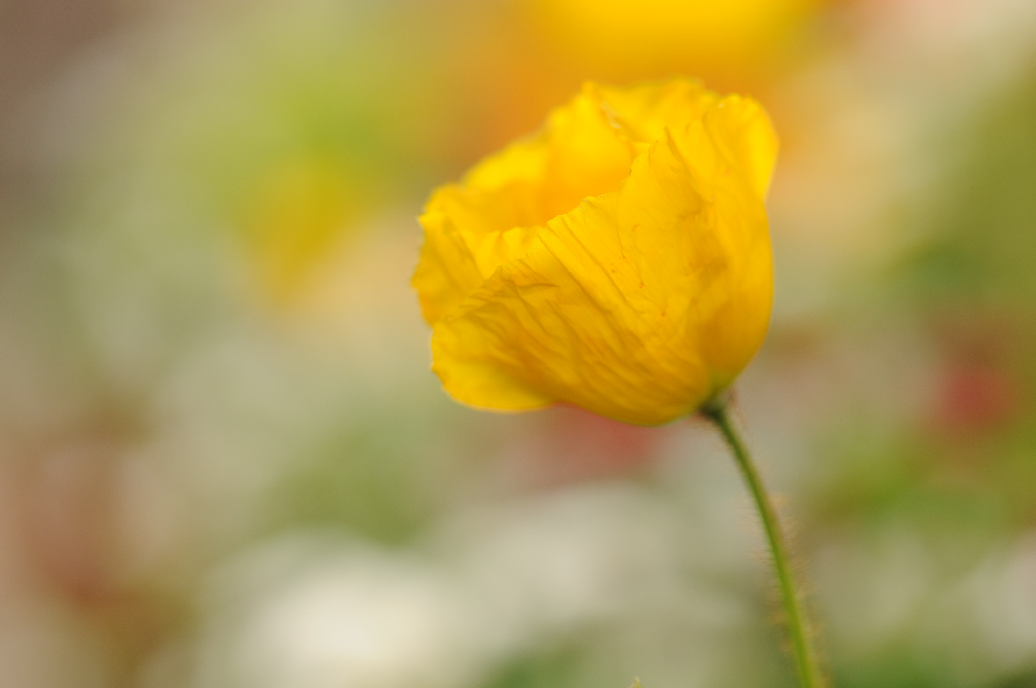 <b>D300 / AF-S VR Micro Nikkor ED 105mm F2.8 G（IF） / 約3.0MB / 4,288×2,848 / 1/250秒 / F4 / +0.7EV / ISO200 / WB:曇天 / 105mm</b>