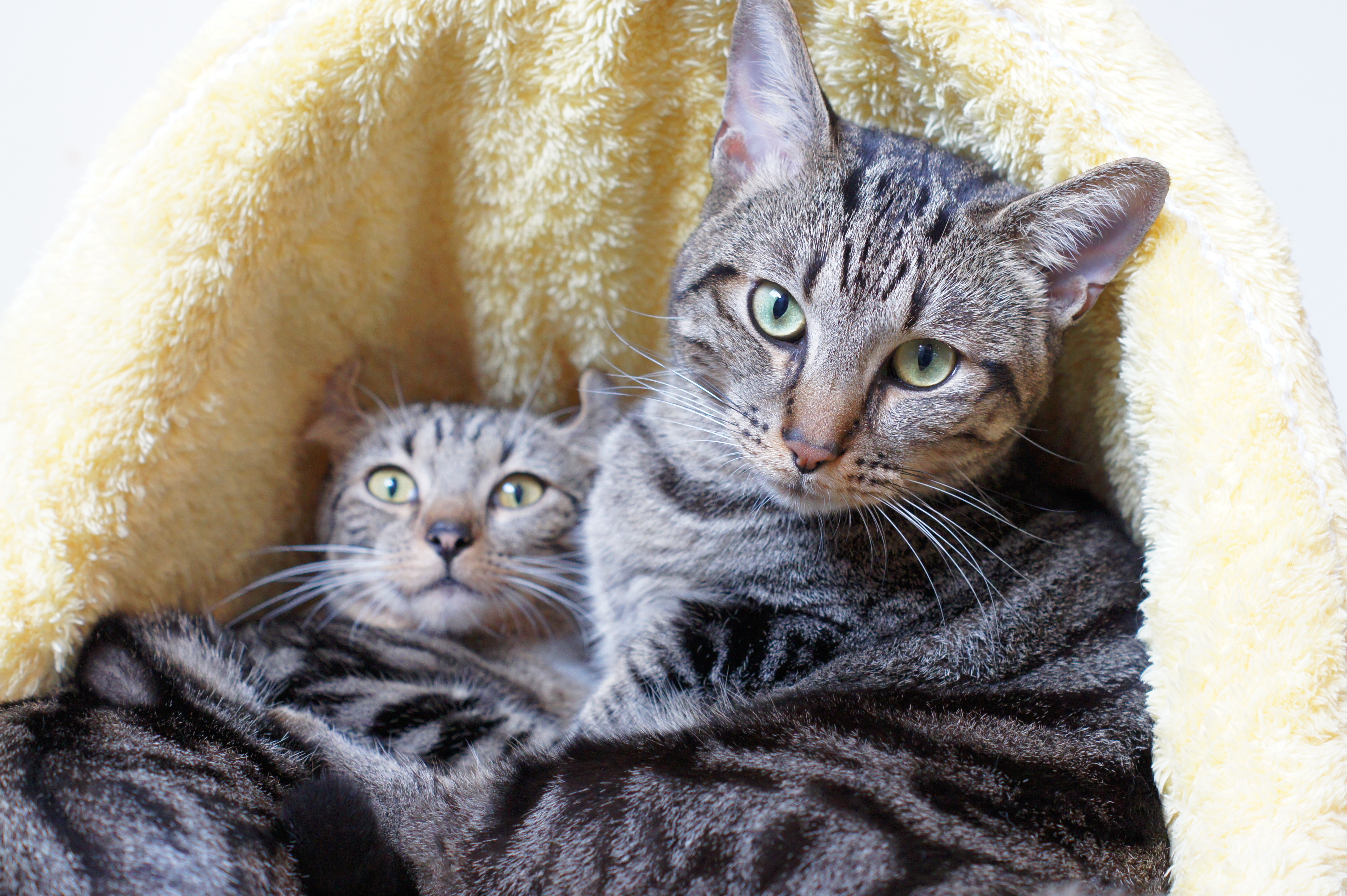 <b>α550 / DT 50mm F1.8 SAM / 約5.9MB / 4,592×3,056 / 1/80秒 / F4 / +0.3EV / ISO1000 / 50mm</b>