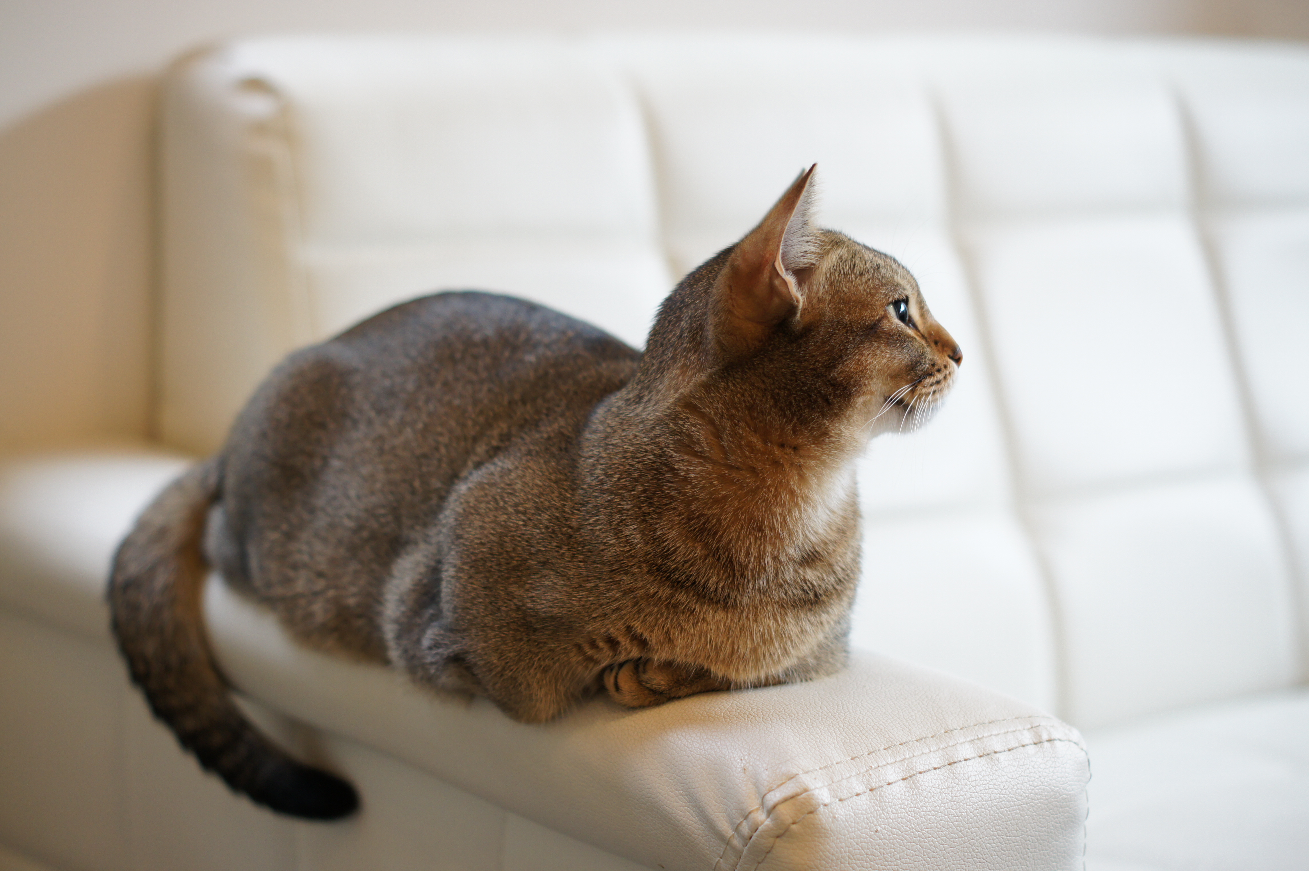 <b>α550 / DT 50mm F1.8 SAM / 約3.7MB / 4,592×3,056 / 1/80秒 / F2.2 / +0.7EV / ISO320 / 50mm</b>