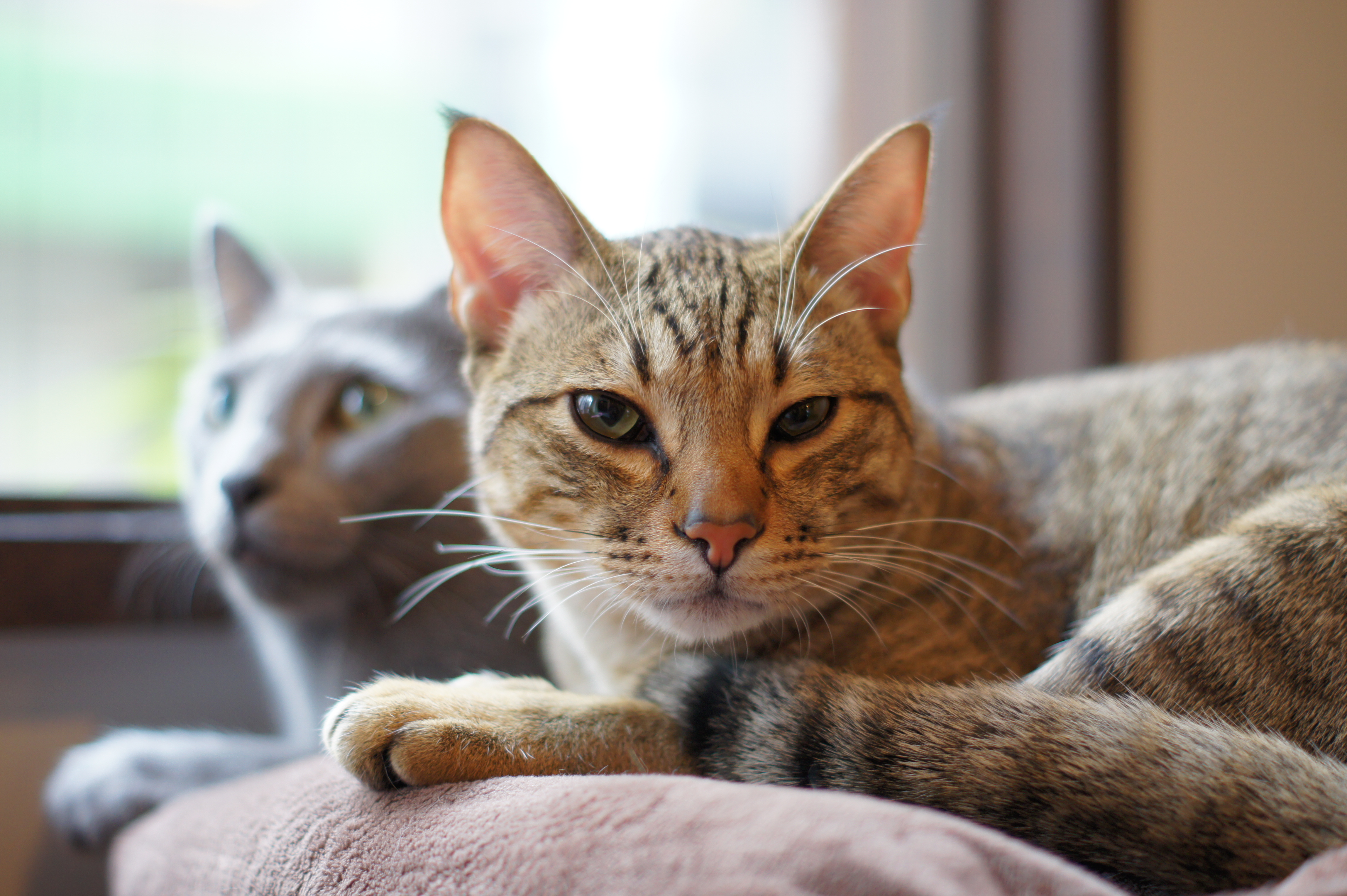 <b>α550 / DT 50mm F1.8 SAM / 約4.2MB / 4,592×3,056 / 1/80秒 / F1.8 / +0.7EV / ISO250 / 50mm</b>