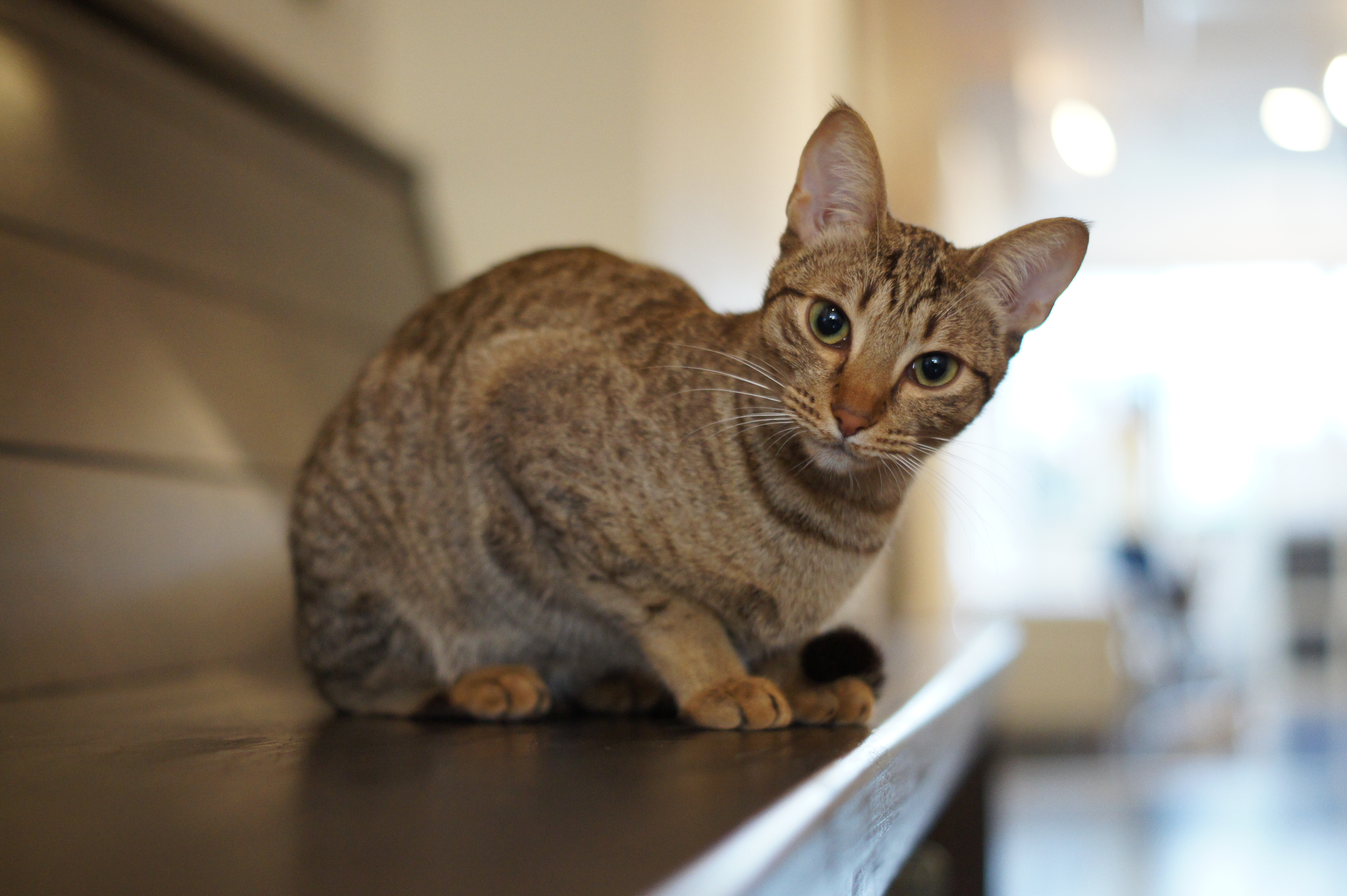 <b>α550 / DT 50mm F1.8 SAM / 約4.2MB / 4,592×3,056 / 1/80秒 / F2 / +0.7EV / ISO1250 / 50mm</b>