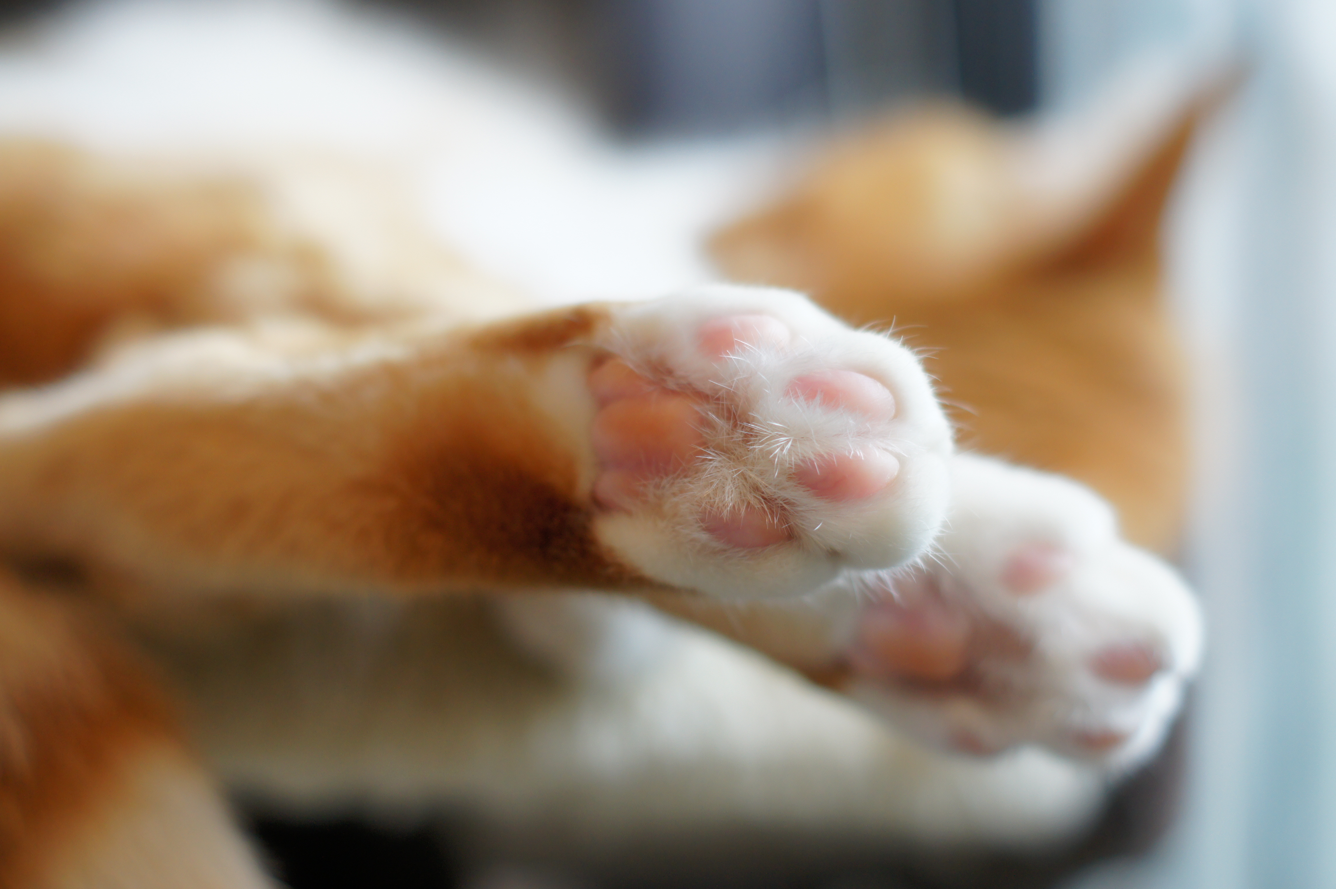 <b>α550 / DT 50mm F1.8 SAM / 約3.4MB / 4,592×3,056 / 1/80秒 / F2.2 / +1EV / ISO320 / 50mm</b>