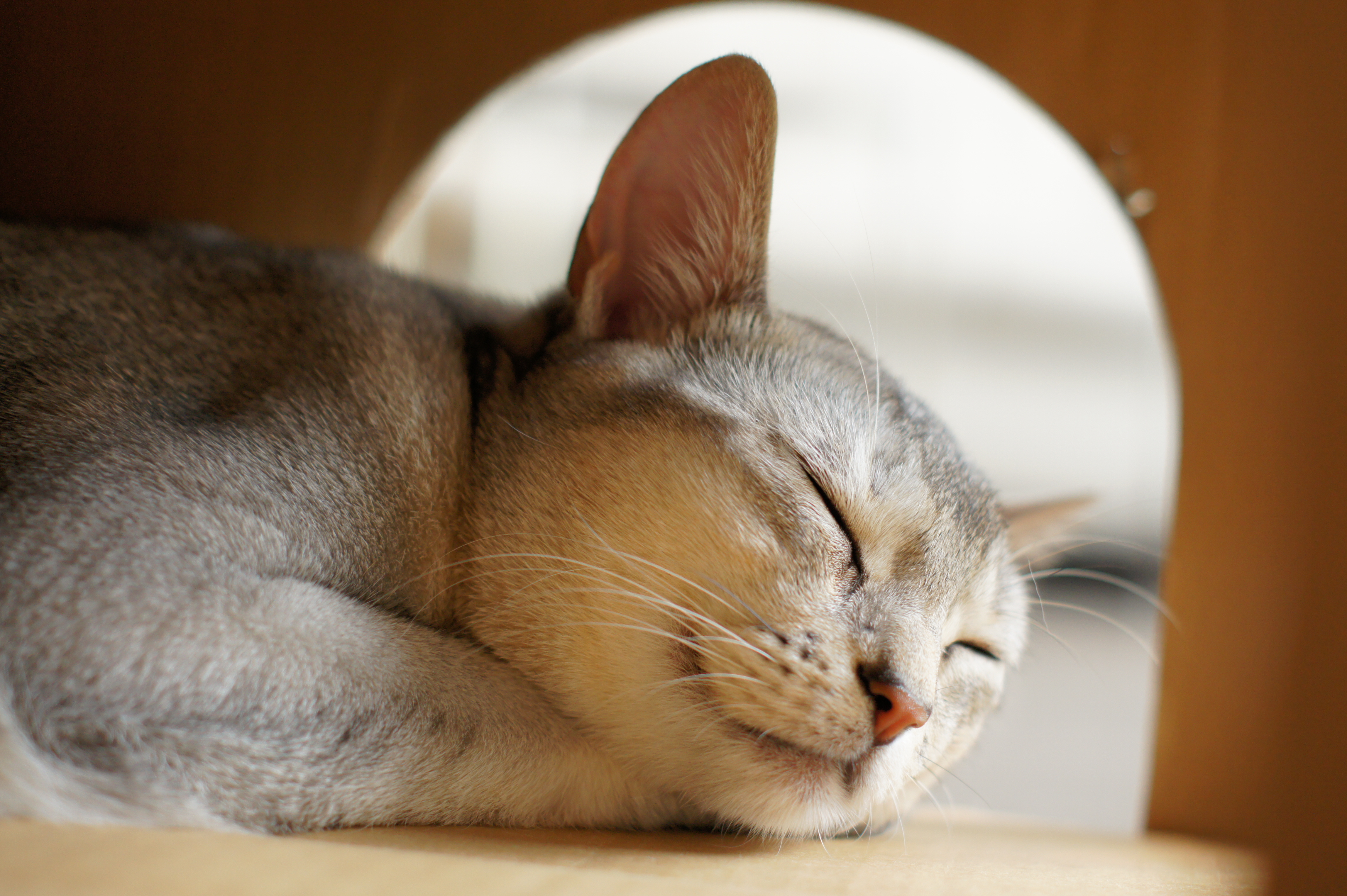 <b>α550 / DT 50mm F1.8 SAM / 約4.5MB / 4,592×3,056 / 1/80秒 / F2.5 / +0.3EV / ISO400 / 50mm</b>