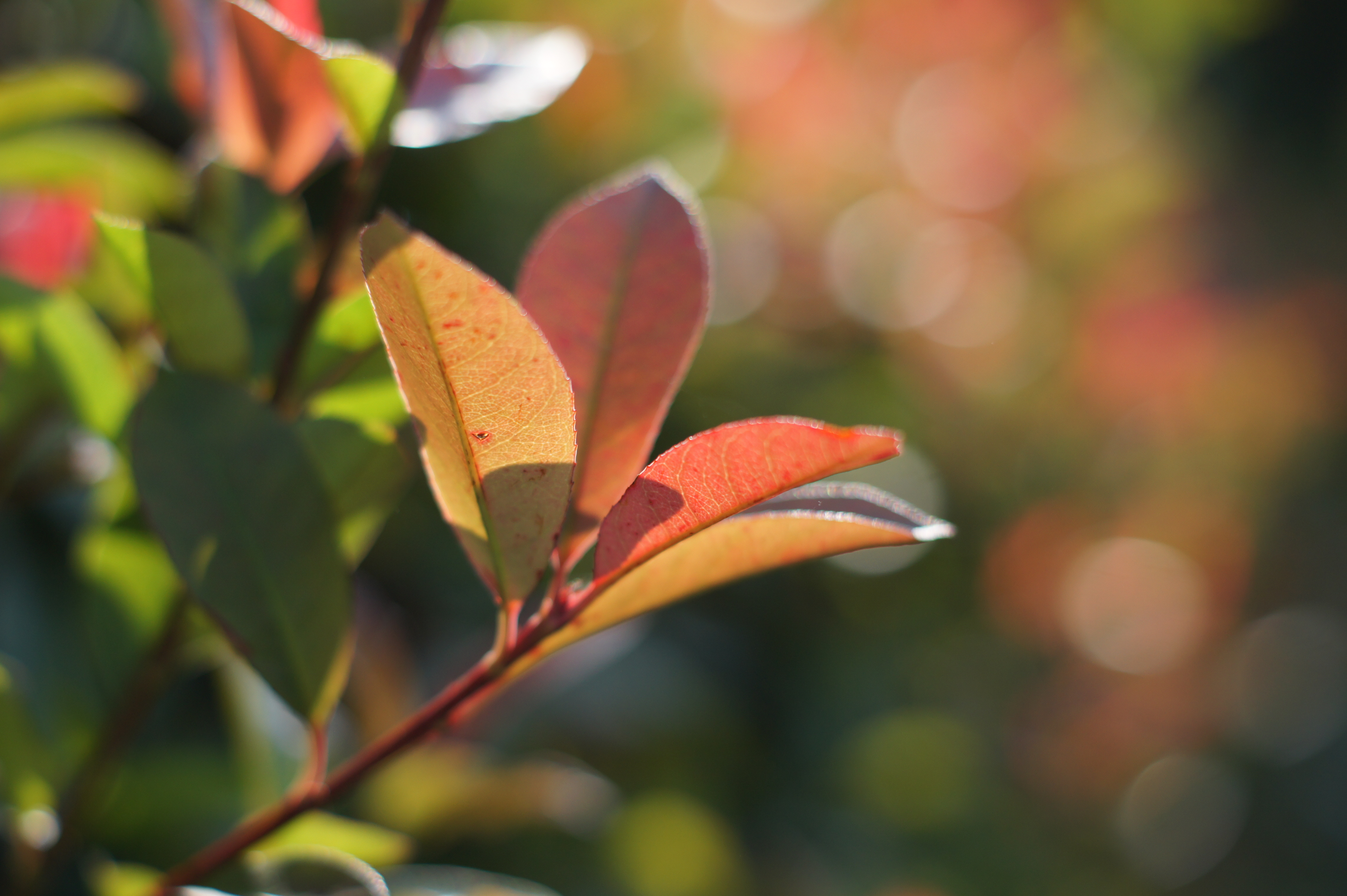 <b>α550 / DT 50mm F1.8 SAM / 約3.2MB / 4,592×3,056 / 1/2,000秒 / F2.2 / 0EV / ISO200 / 50mm</b>