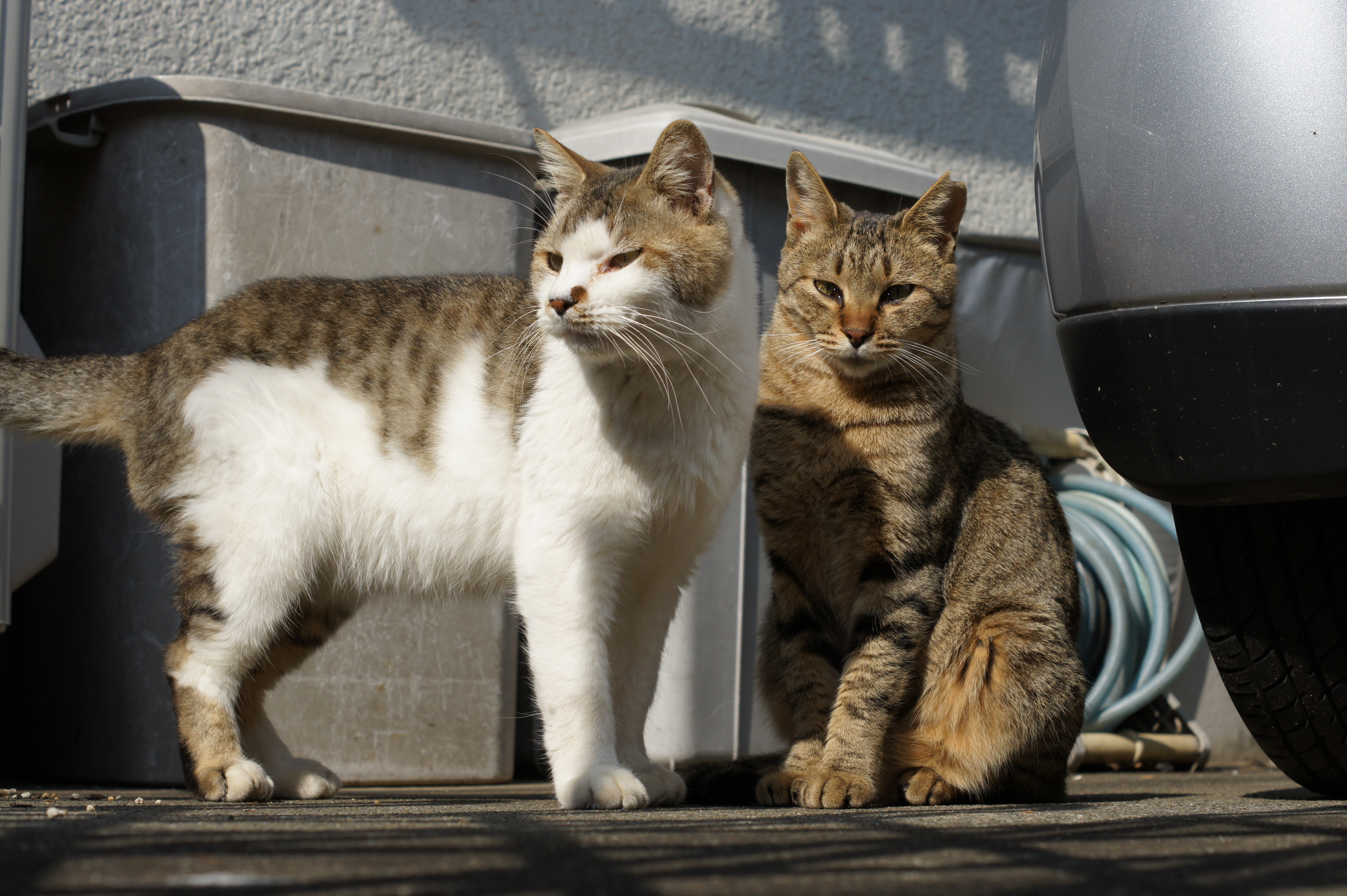 <b>α550 / DT 50mm F1.8 SAM / 約5.0MB / 4,592×3,056 / 1/800秒 / F7 / 0EV / ISO200 / 50mm</b>