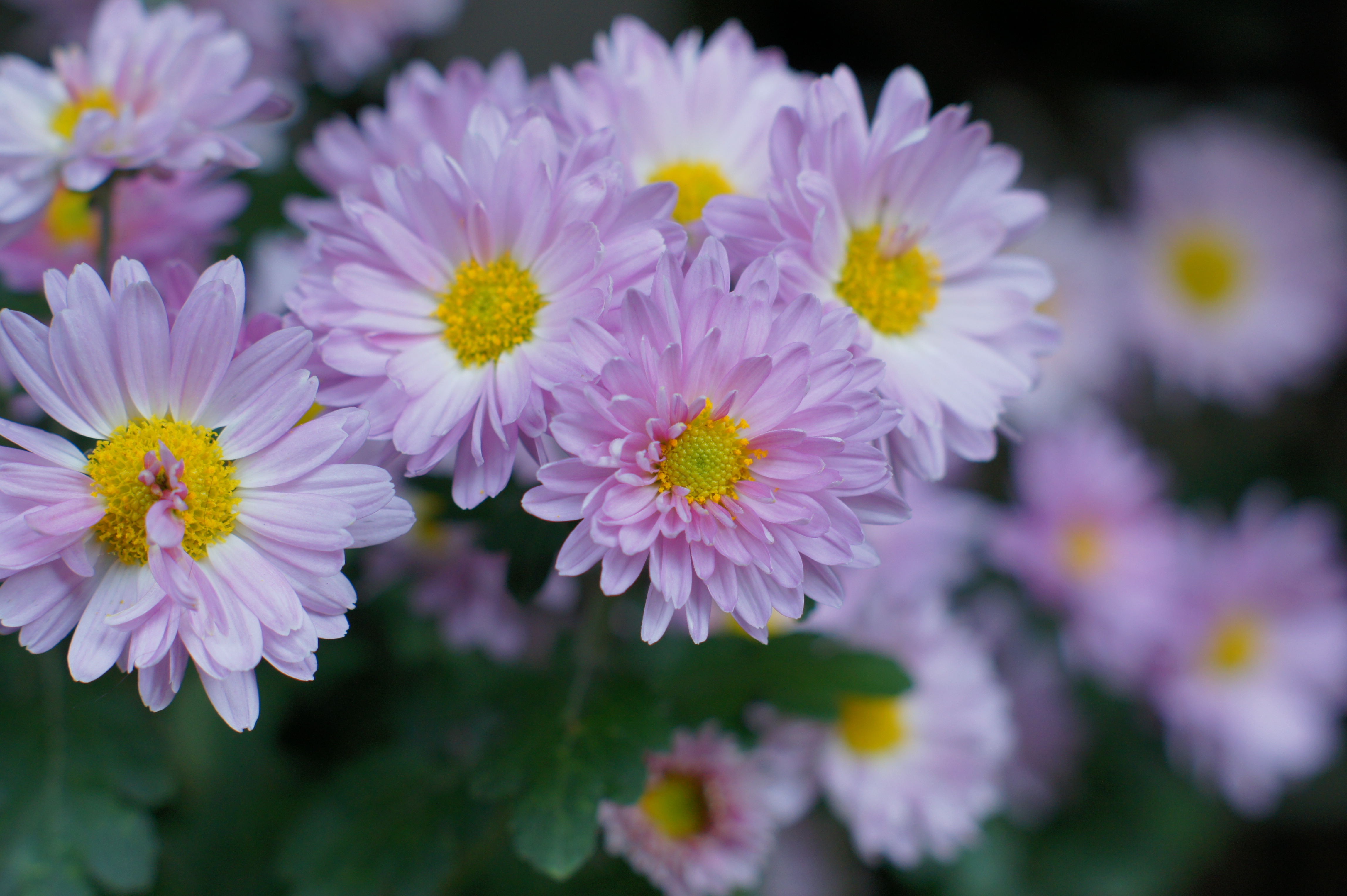 <b>α550 / DT 50mm F1.8 SAM / 約4.0MB / 4,592×3,056 / 1/500秒 / F3.5 / 0EV / ISO200 / 50mm</b>