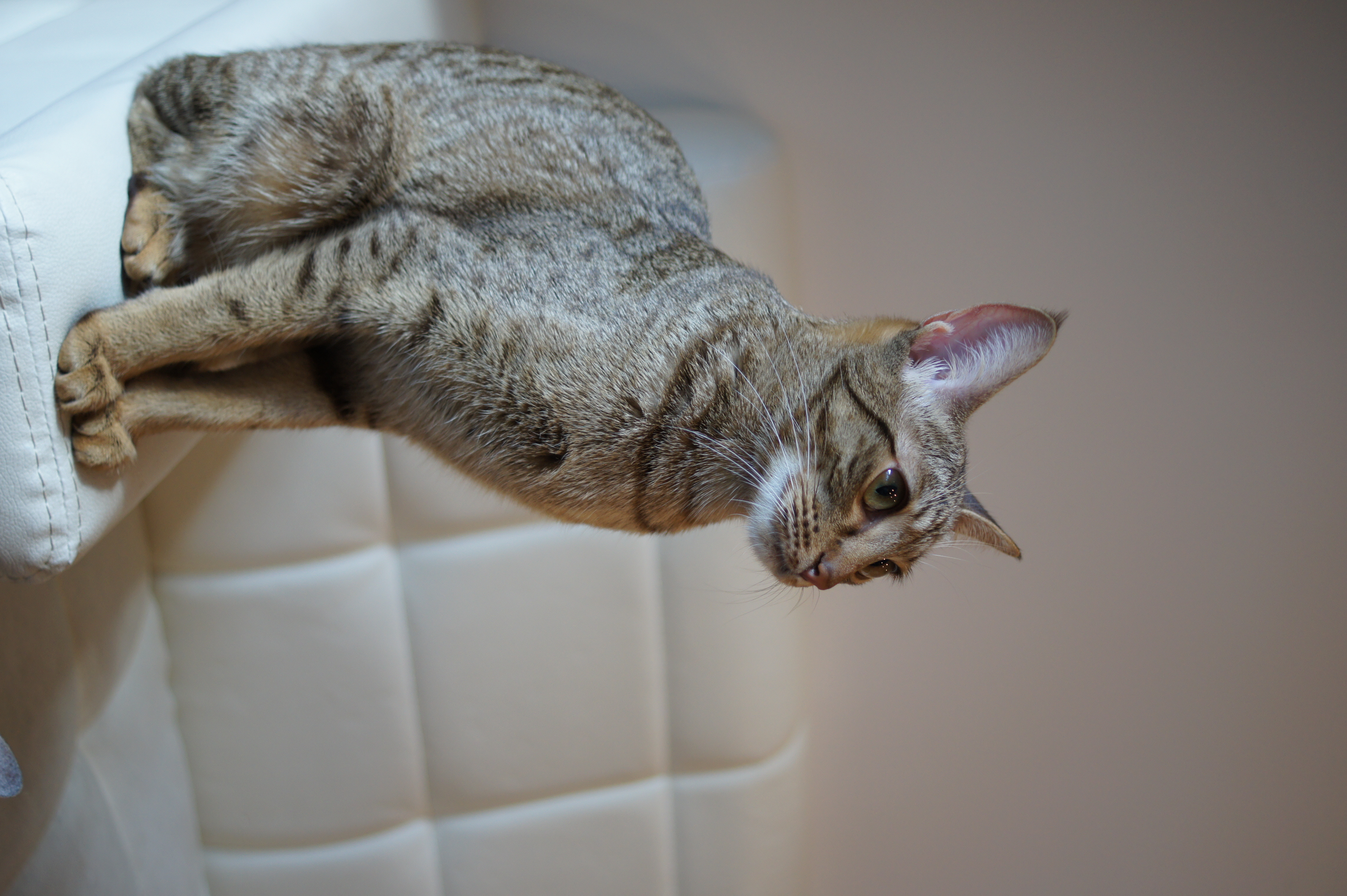 <b>α550 / DT 30mm F2.8 Macro SAM / 約4.2MB / 4,592×3,056 / 1/50秒 / F2.8 / +0.3EV / ISO250 / 30mm</b>