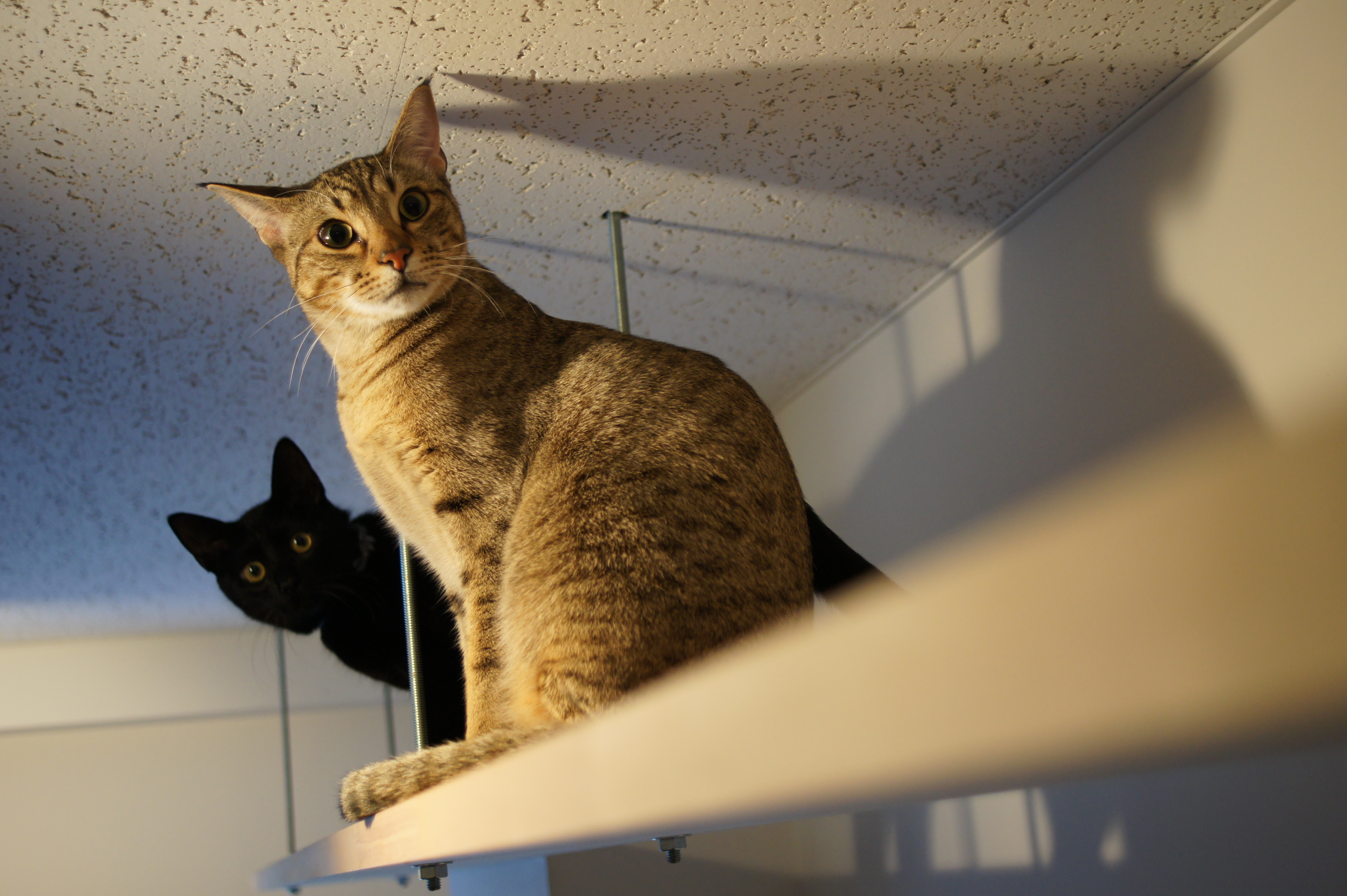 <b>α550 / DT 30mm F2.8 Macro SAM / 約4.6MB / 4,592×3,056 / 1/50秒 / F2.8 / 0EV / ISO500 / 30mm</b>