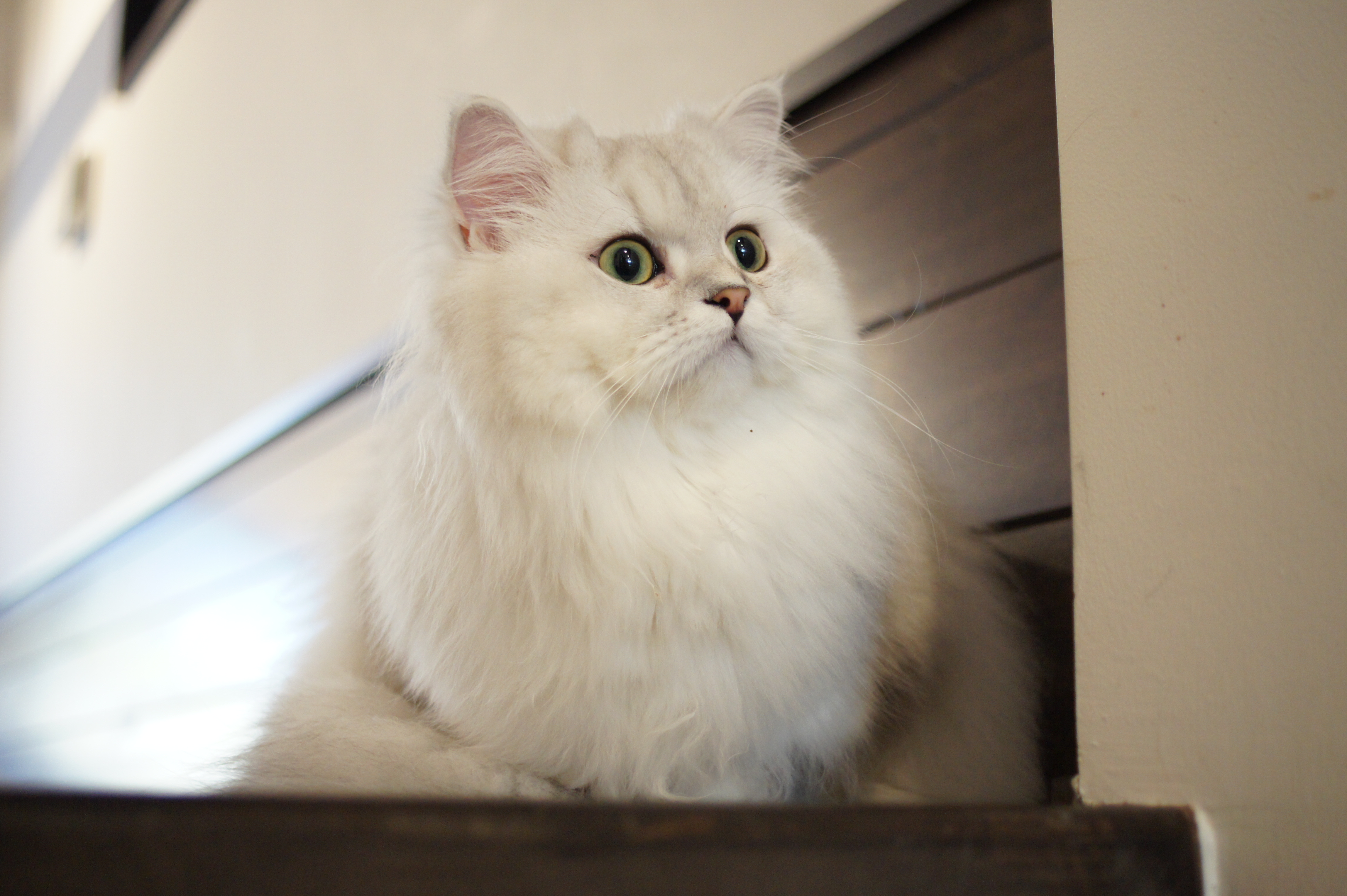 <b>α550 / DT 30mm F2.8 Macro SAM / 約3.5MB / 4,592×3,056 / 1/30秒 / F2.8 / +1.7EV / ISO1600 / 30mm</b>