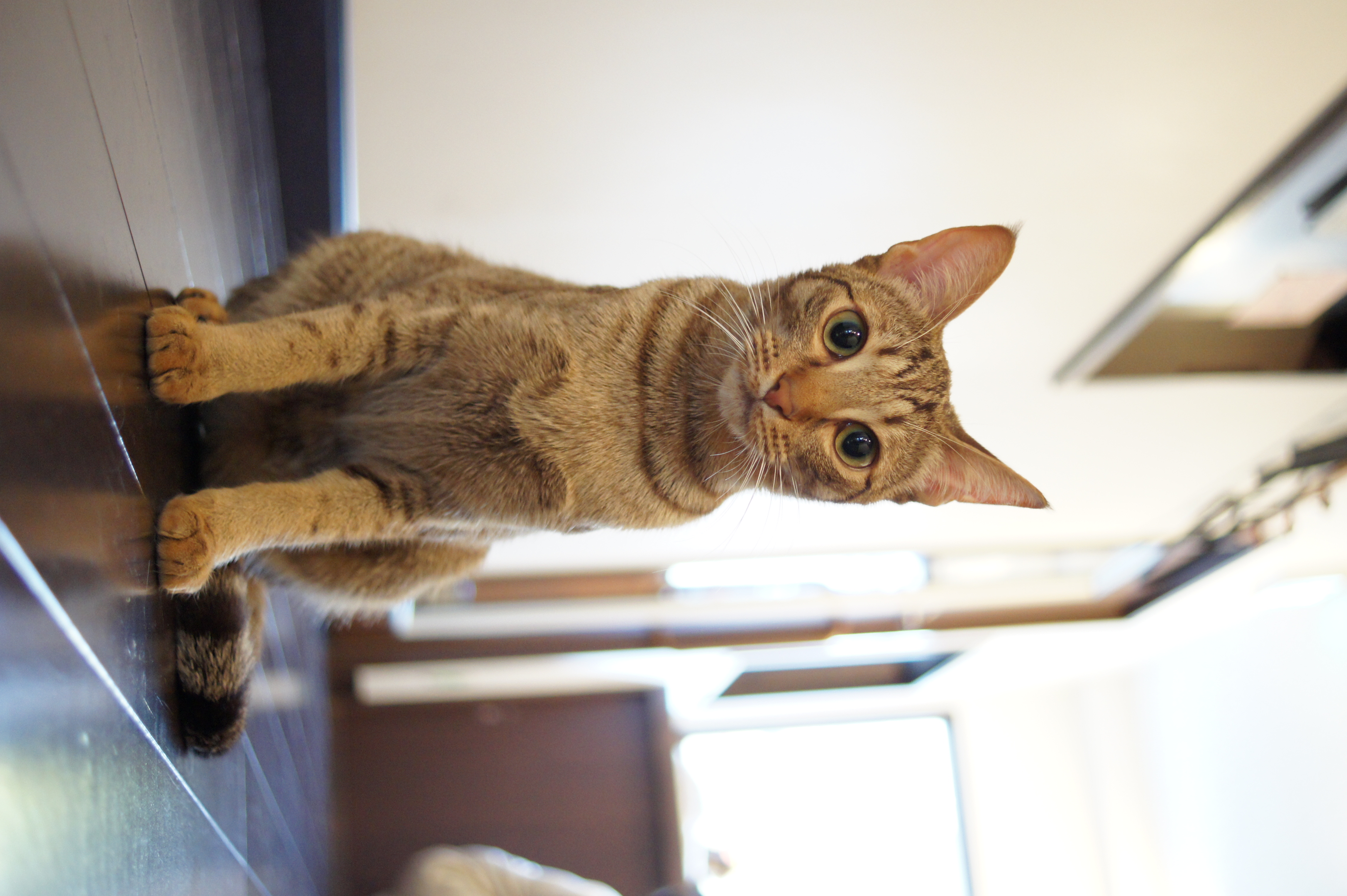 <b>α550 / DT 30mm F2.8 Macro SAM / 約3.3MB / 4,592×3,056 / 1/20秒 / F2.8 / +1.3EV / ISO1600 / 30mm</b>