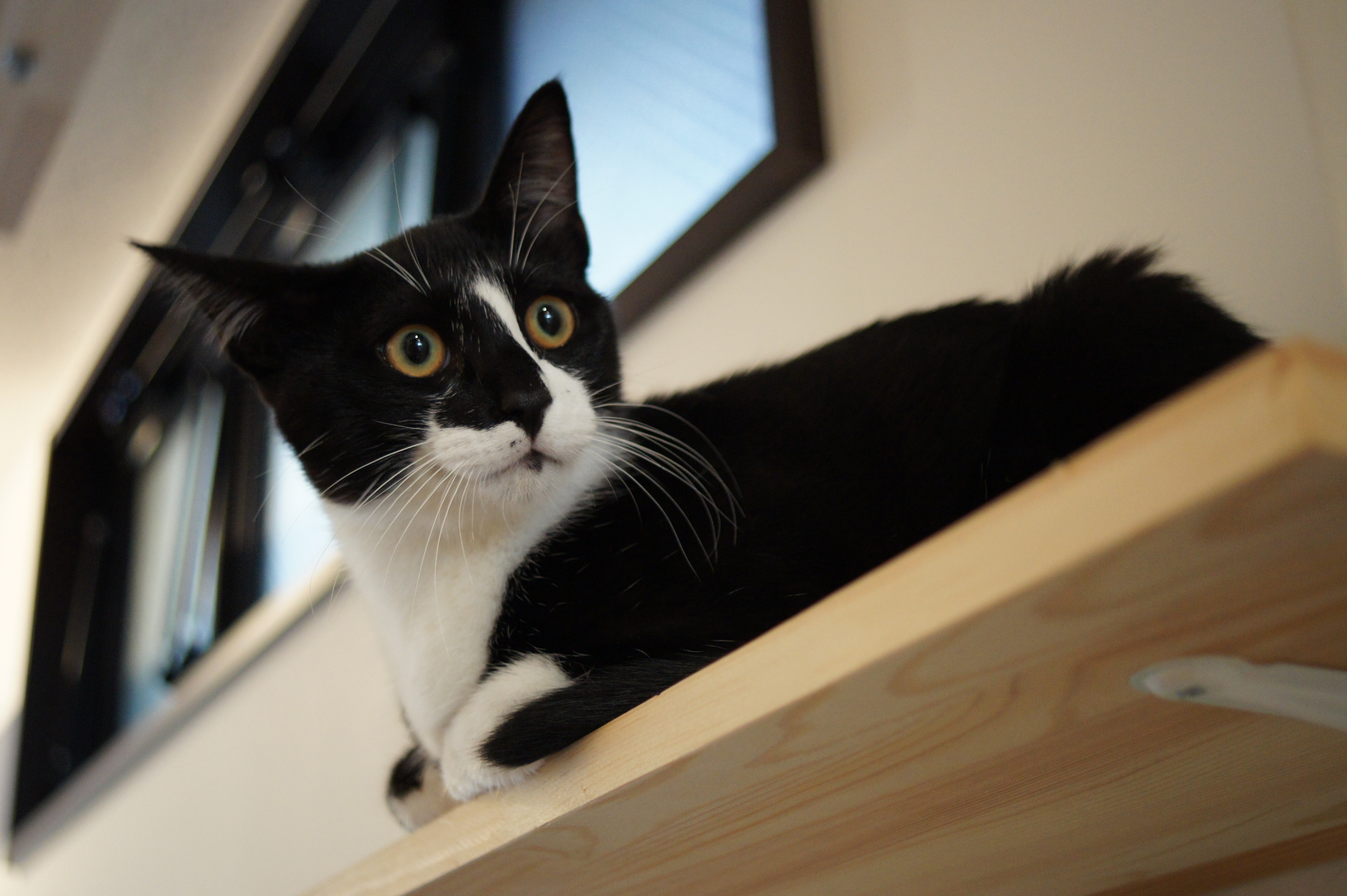 <b>α550 / DT 30mm F2.8 Macro SAM / 約3.7MB / 4,592×3,056 / 1/30秒 / F2.8 / +0.3EV / ISO1600 / 30mm</b>