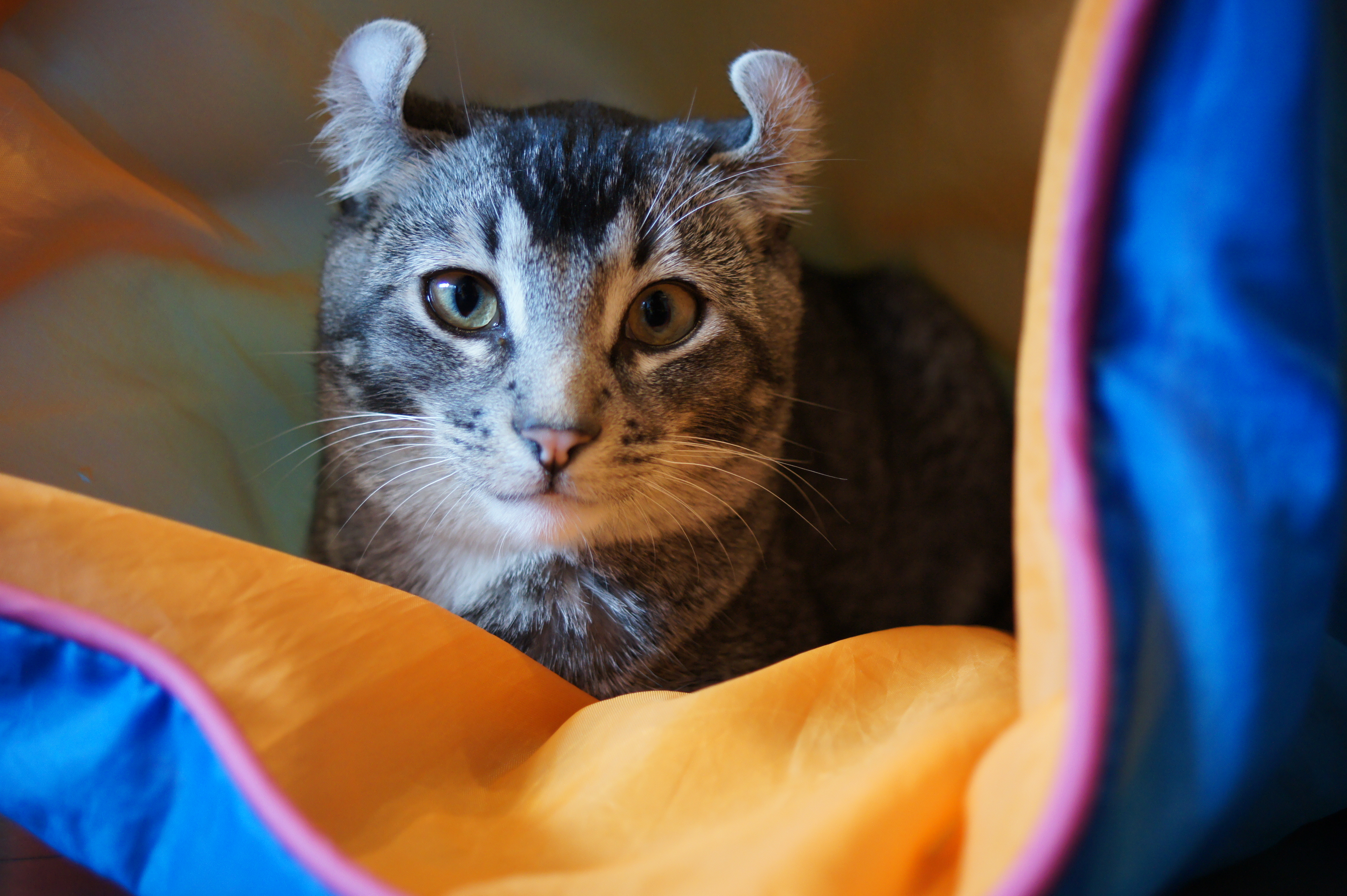 <b>α550 / DT 30mm F2.8 Macro SAM / 約4.8MB / 4,592×3,056 / 1/50秒 / F2.8 / 0EV / ISO800 / 30mm</b>