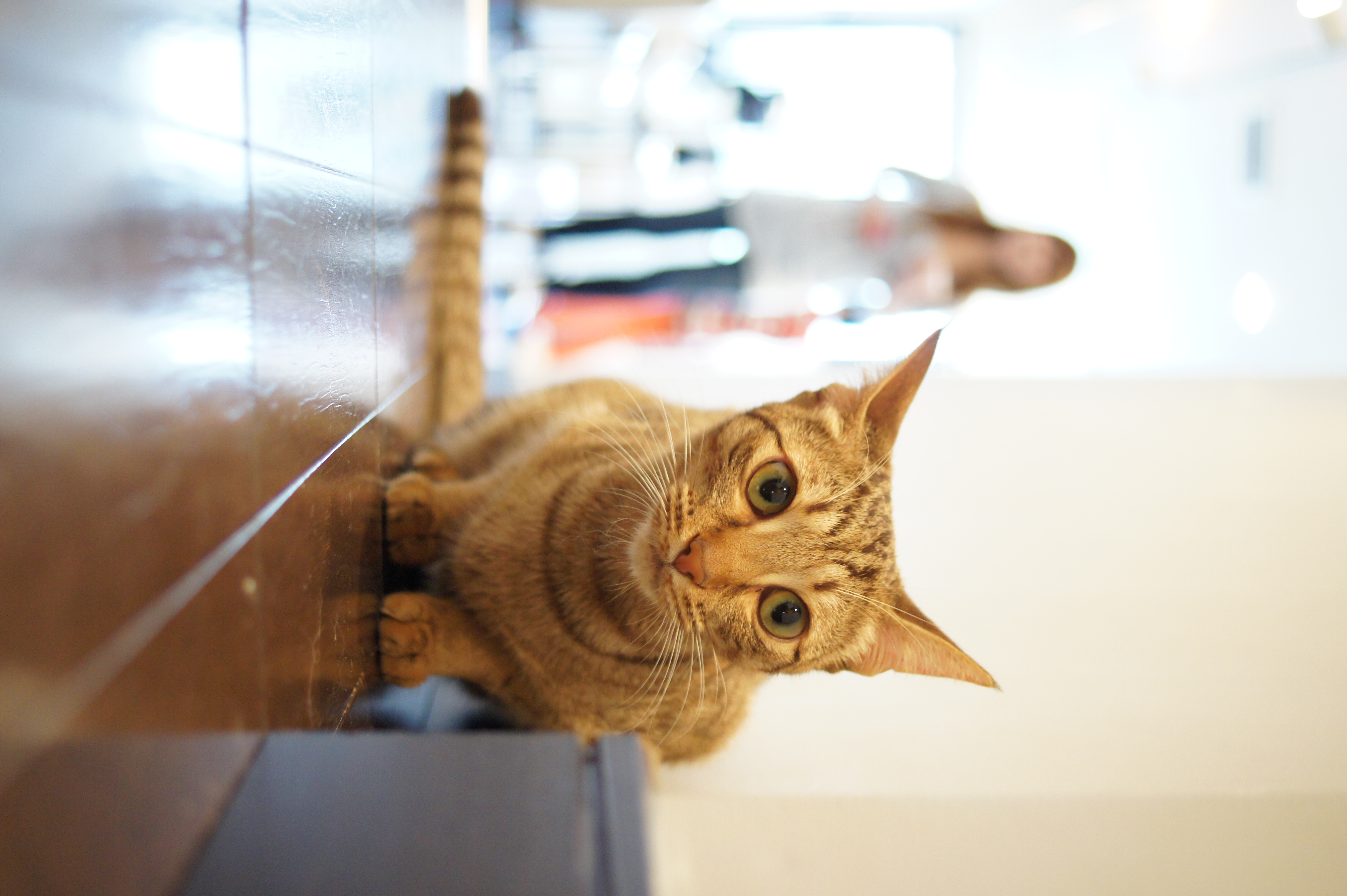 <b>α550 / DT 30mm F2.8 Macro SAM / 約3.0MB / 4,592×3,056 / 1/20秒 / F2.8 / +1.7EV / ISO1600 / 30mm</b>