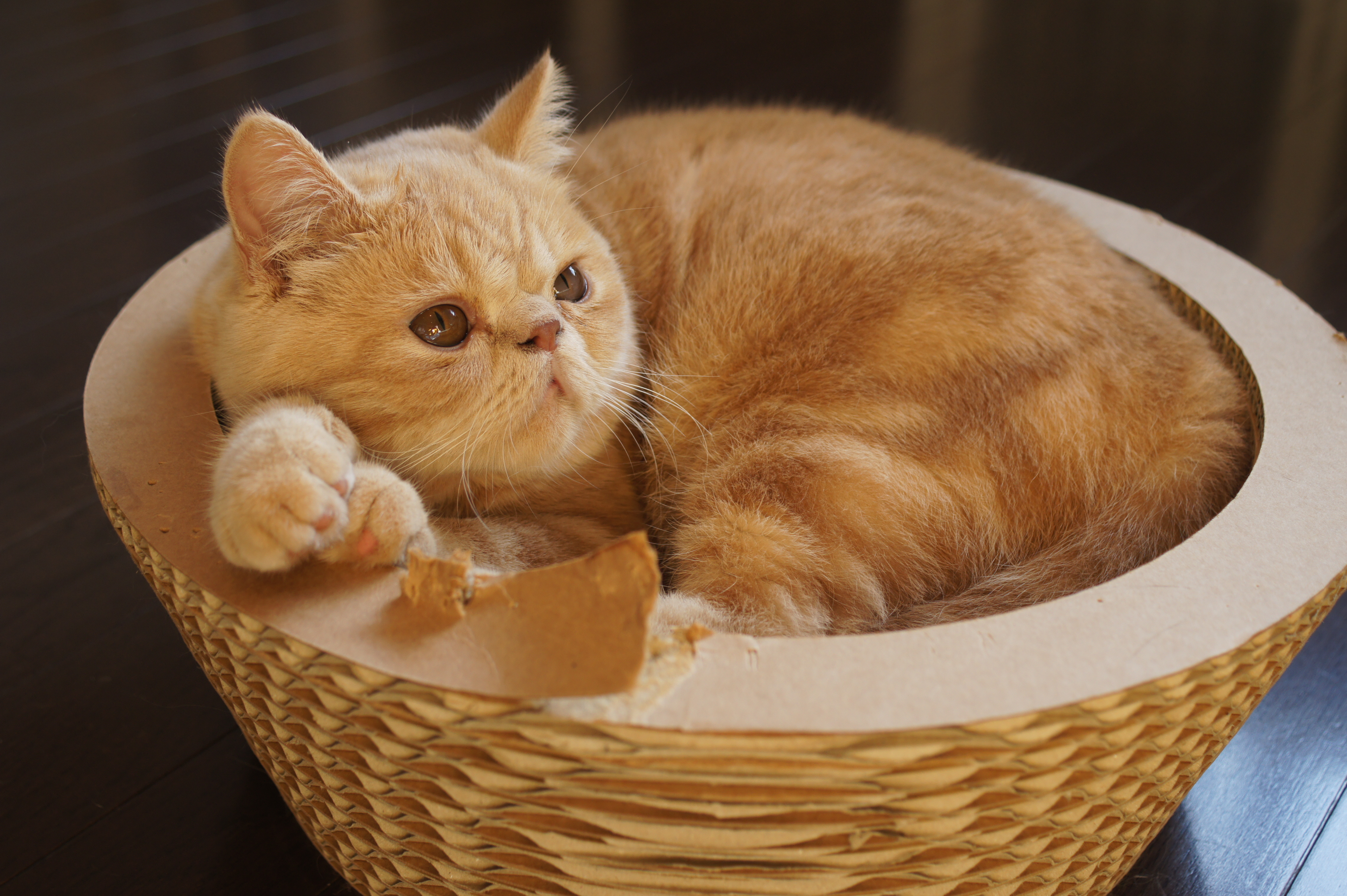 <b>α550 / DT 30mm F2.8 Macro SAM / 約4.3MB / 4,592×3,056 / 1/60秒 / F4 / +0.3EV / ISO200 / 30mm</b>