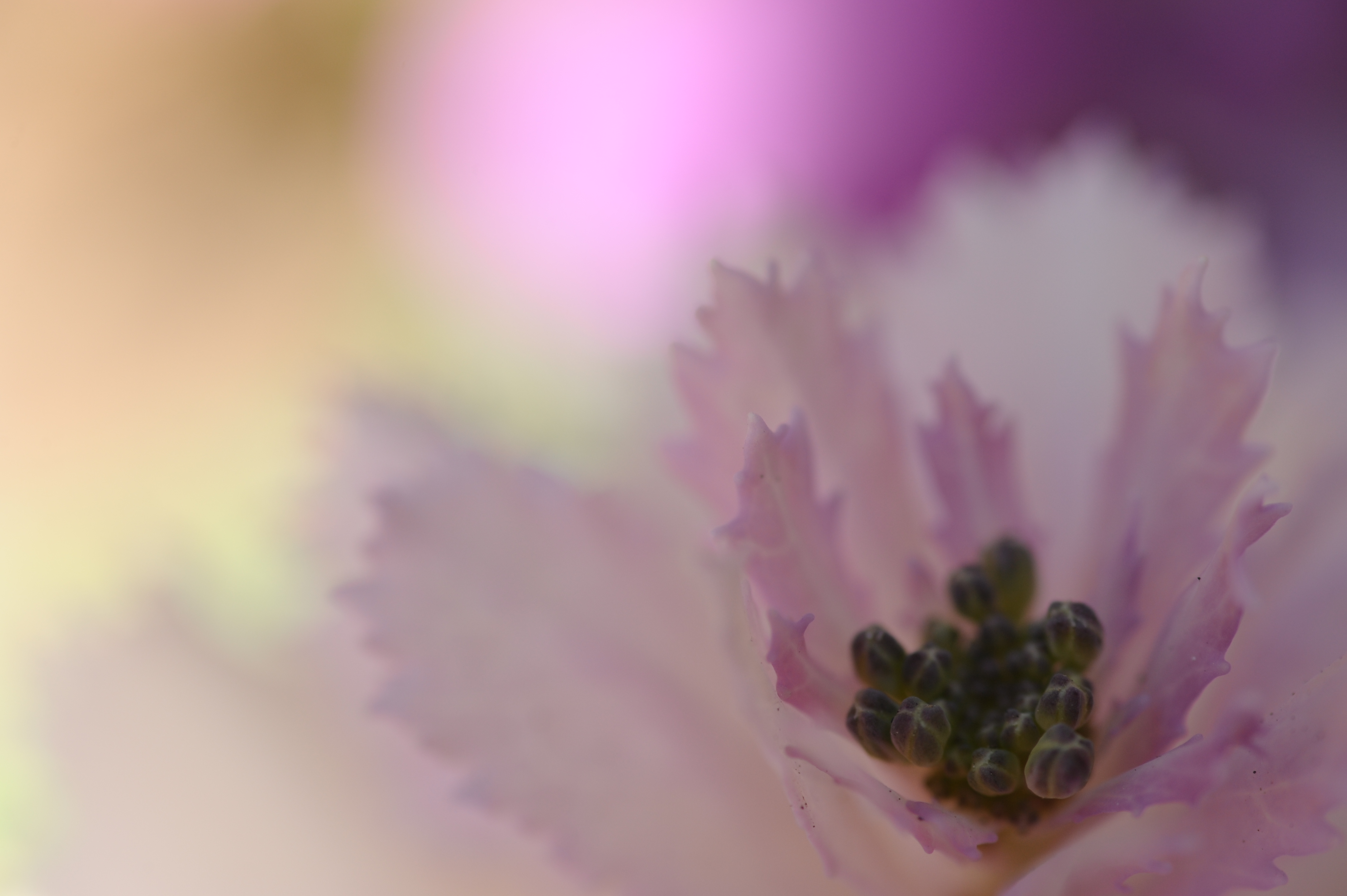 <b>AT-X M100 PRO D / 4,256×2,832 / 1/320秒 / F8 / +0.3EV / ISO400 / WB:晴天 / 100mm</b>