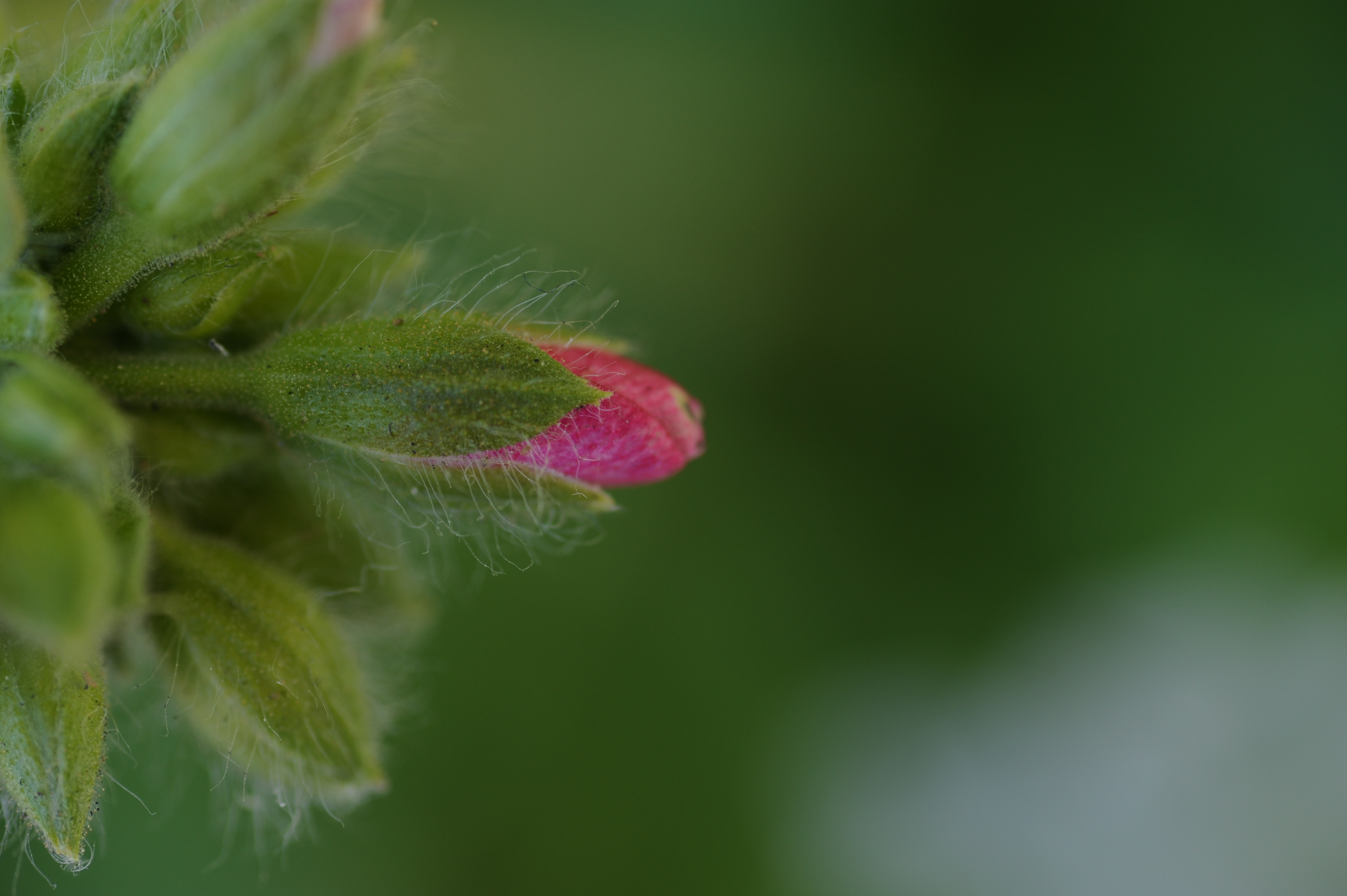 <b>AT-X M100 PRO D / 4,256×2,832 / 1/160秒 / F8 / -0.3EV / ISO400 / WB:晴天 / 100mm</b>