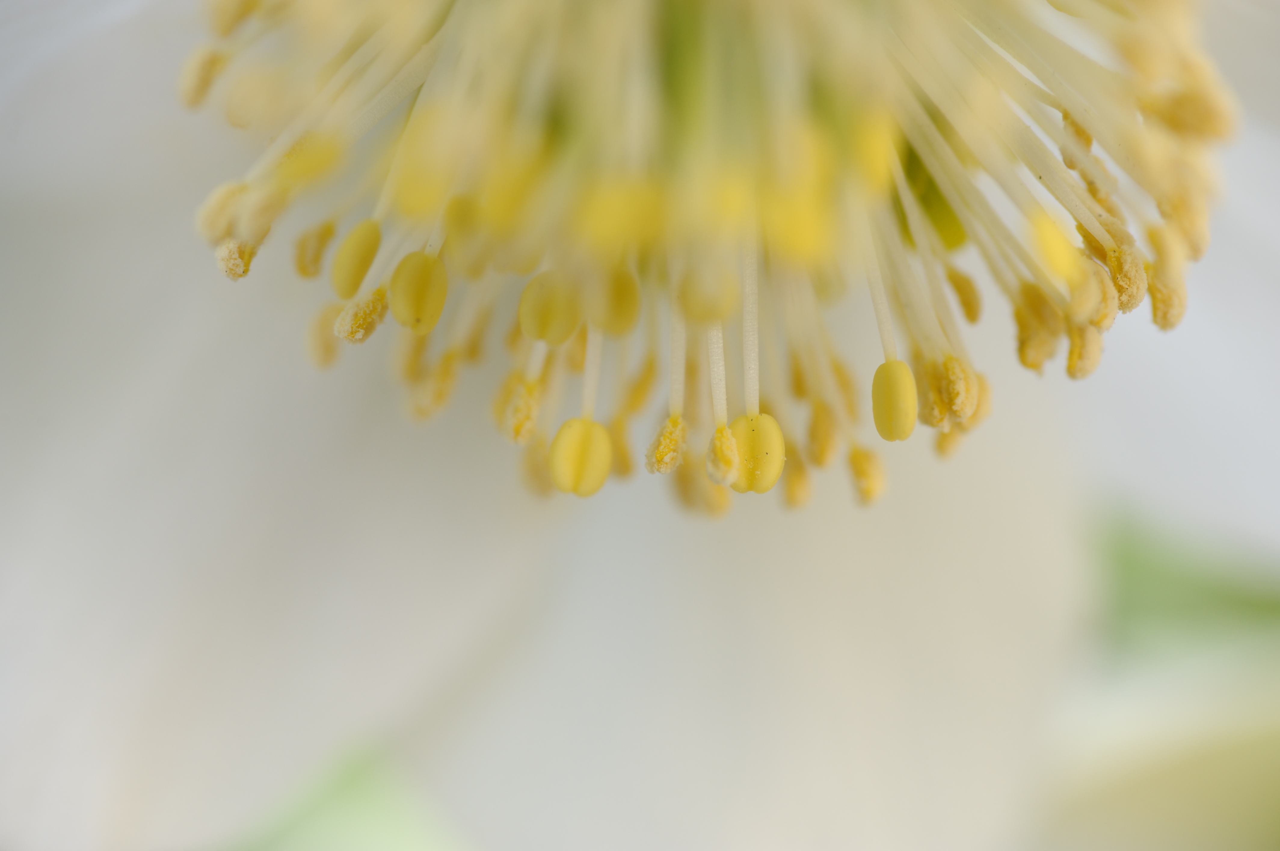 <b>AT-X M100 PRO D / 4,256×2,832 / 1/100秒 / F8 / +0.3EV / ISO400 / WB:晴天 / 100mm</b>