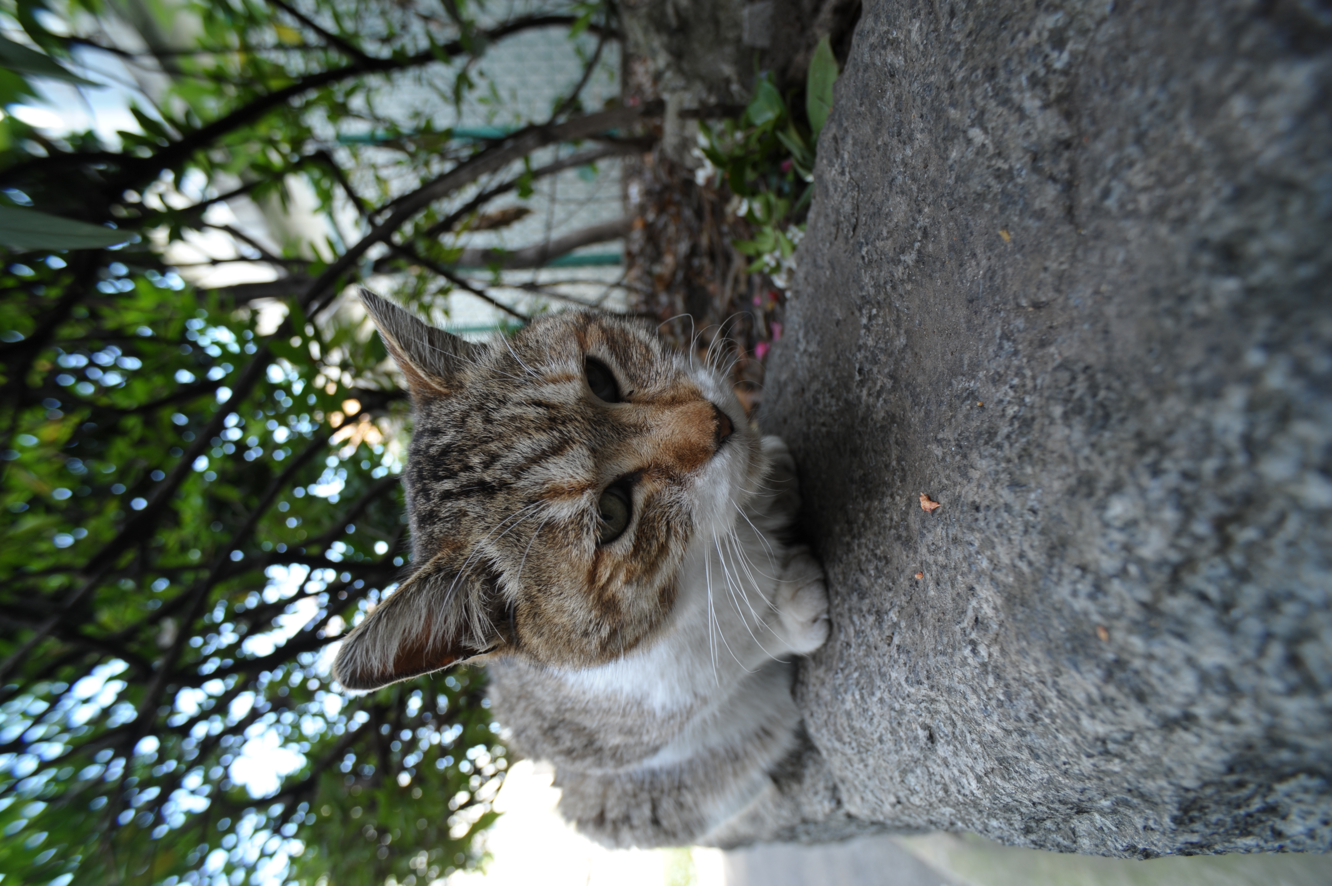 <b>AT-X 17mm F3.5 PRO / 4,256×2,832 / 1/25秒 / F6.3 / 0EV / ISO200 / WB:晴天 / 17mm</b>