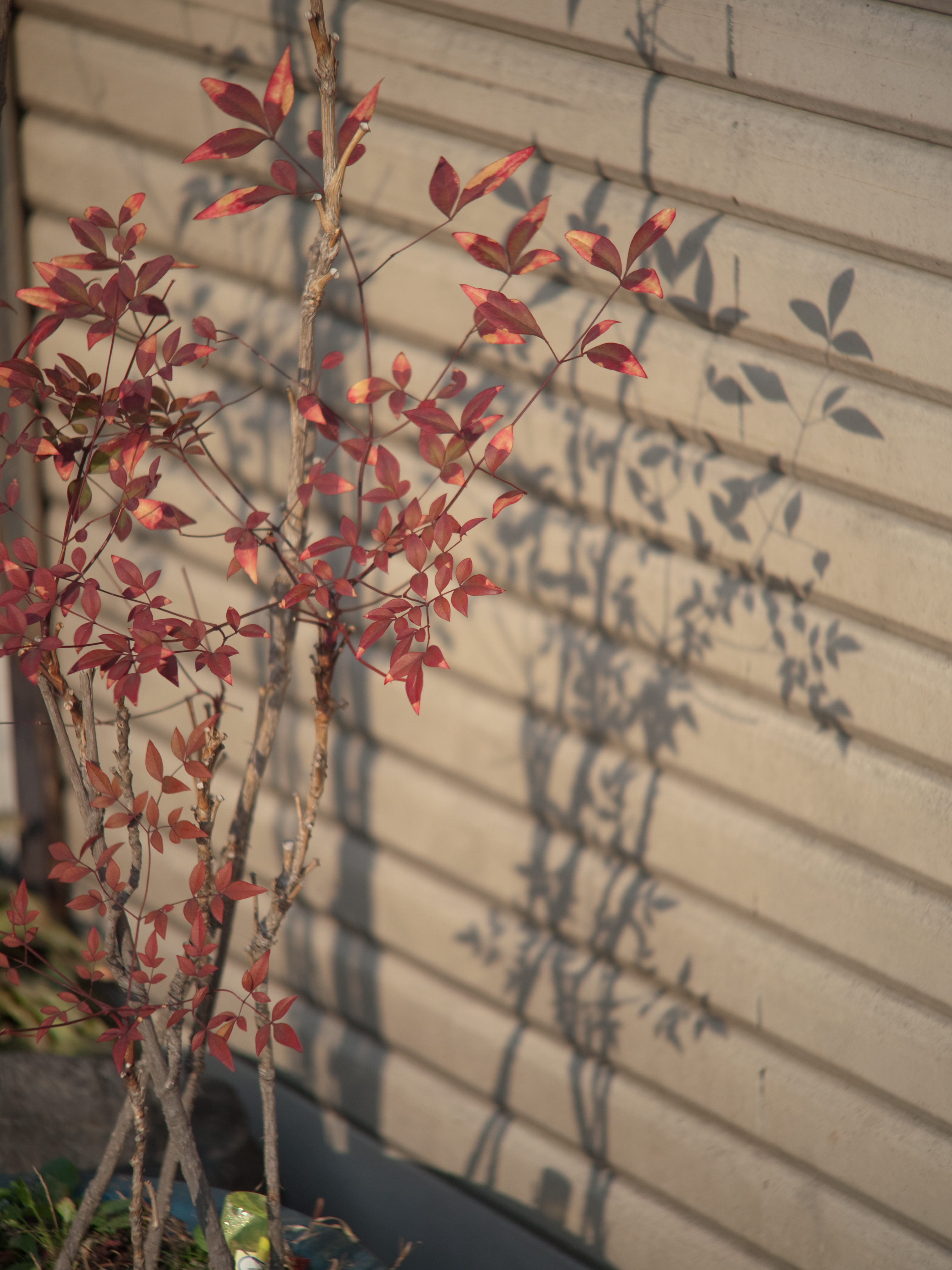 <b>E-P1 / ペンタックス110 70mm F2.8 / 4,032×3,034 / 1/640秒 / F2.8 / 0EV / ISO100 / WB:オート / 70mm</b>