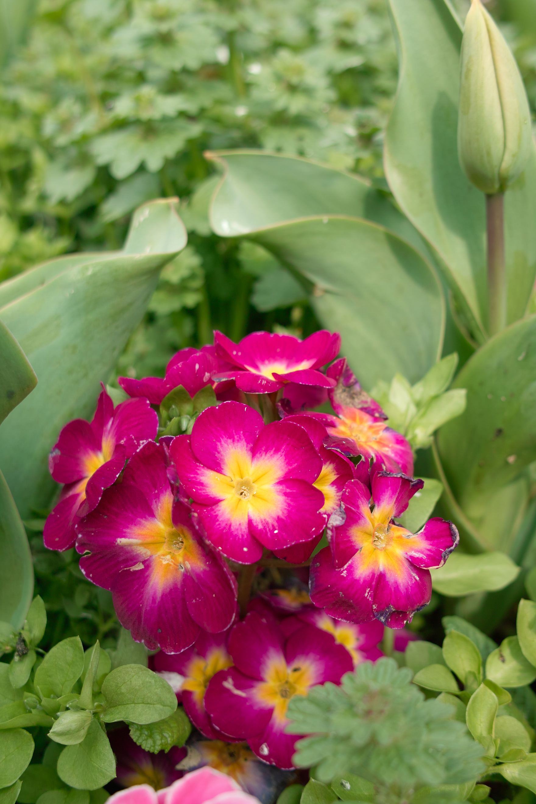 <b>DP2s / 約1MB / 1,760×2,640 / 1/125秒 / F4.5 / +0.3EV / ISO100 / WB:晴れ</b>