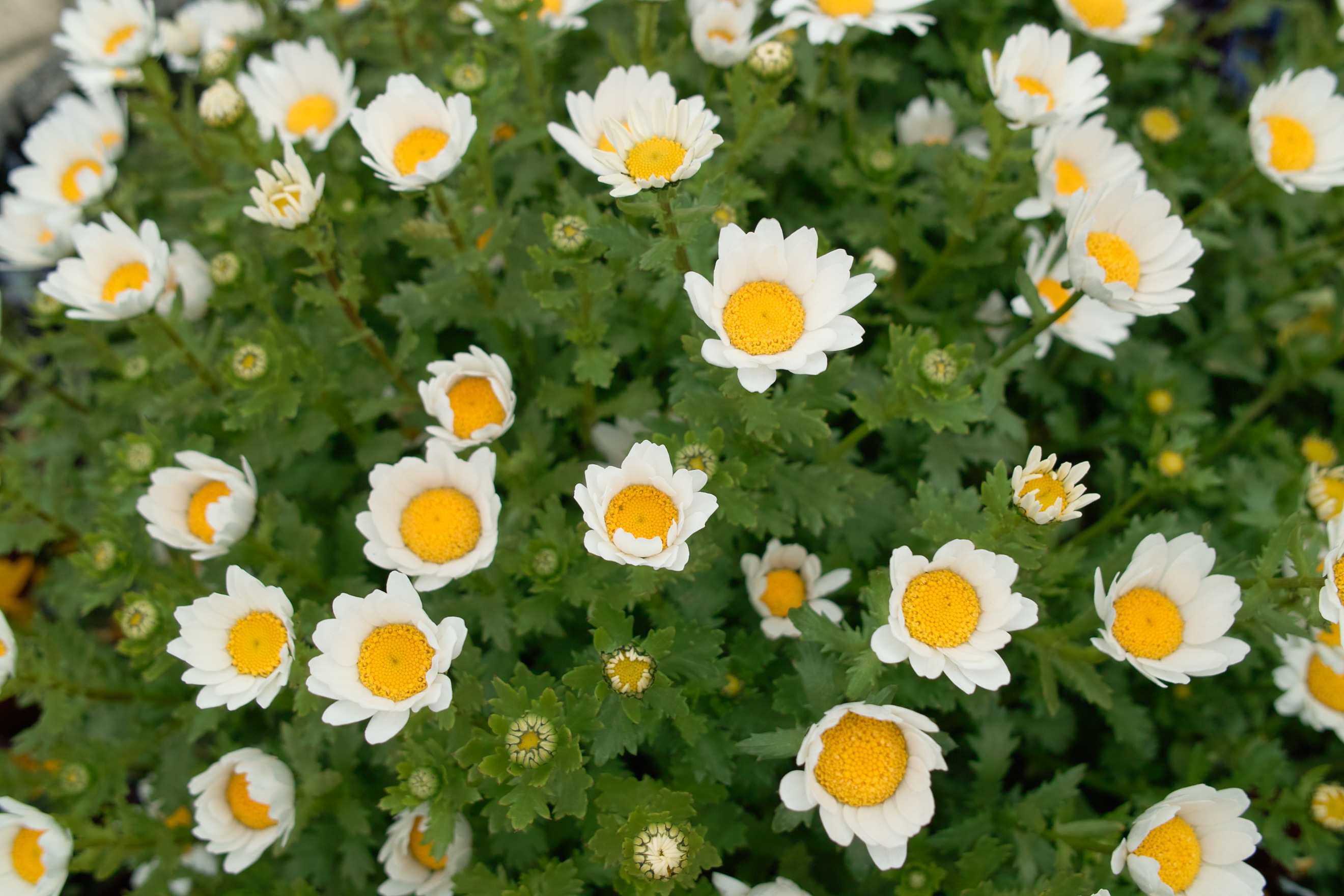 <b>DP2s / 約1.1MB / 2,640×1,760 / 1/200秒 / F5.6 / +0.3EV / ISO100 / WB:晴れ</b>