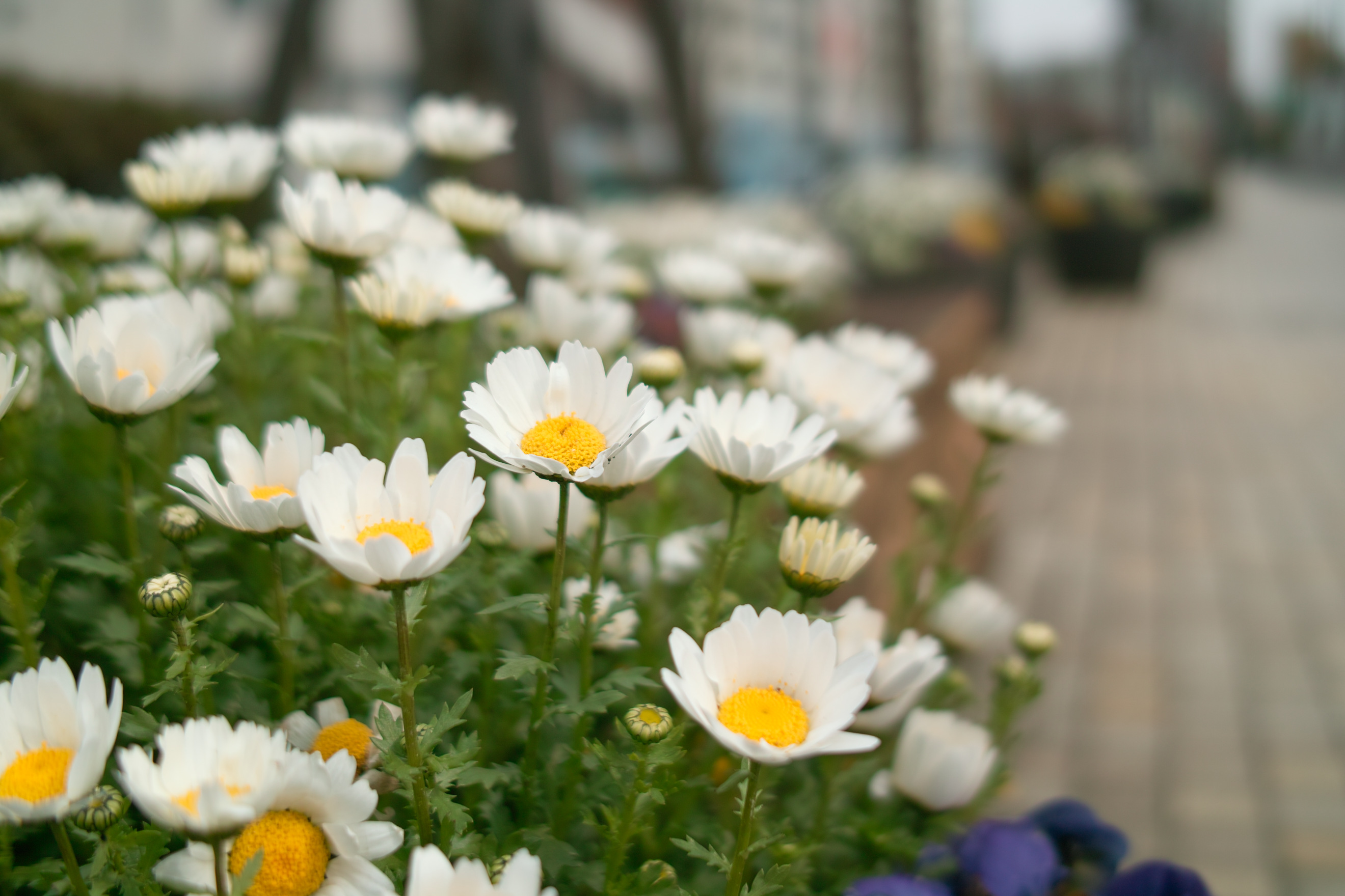 <b>DP2s / 約0.7MB / 2,640×1,760 / 1/1,250秒 / F2.8 / 0EV / ISO100 / WB:晴れ</b>