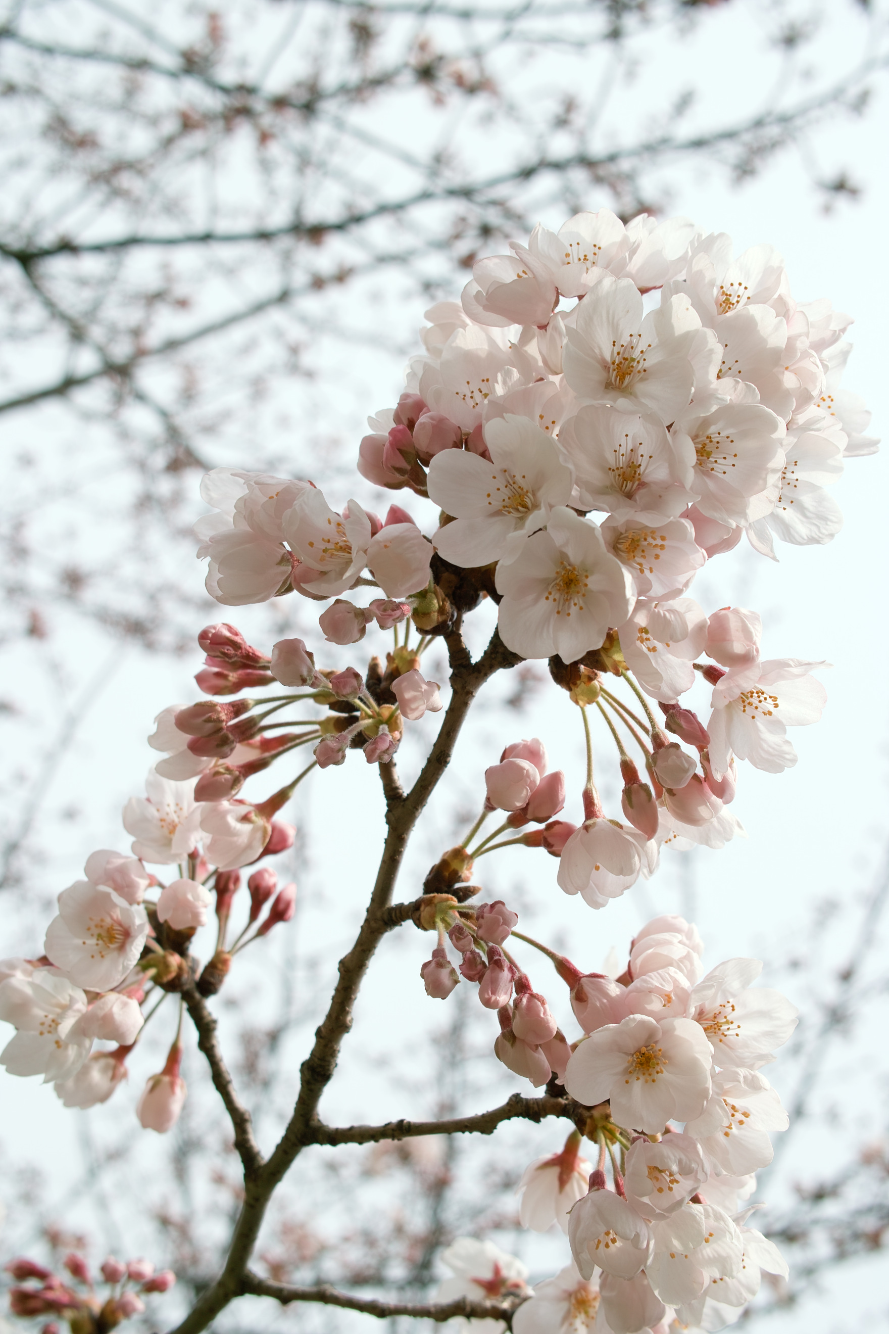 <b>DP2s / 約0.8MB / 1,760×2,640 / 1/250秒 / F6.3 / +1.3EV / ISO100 / WB:晴れ</b>