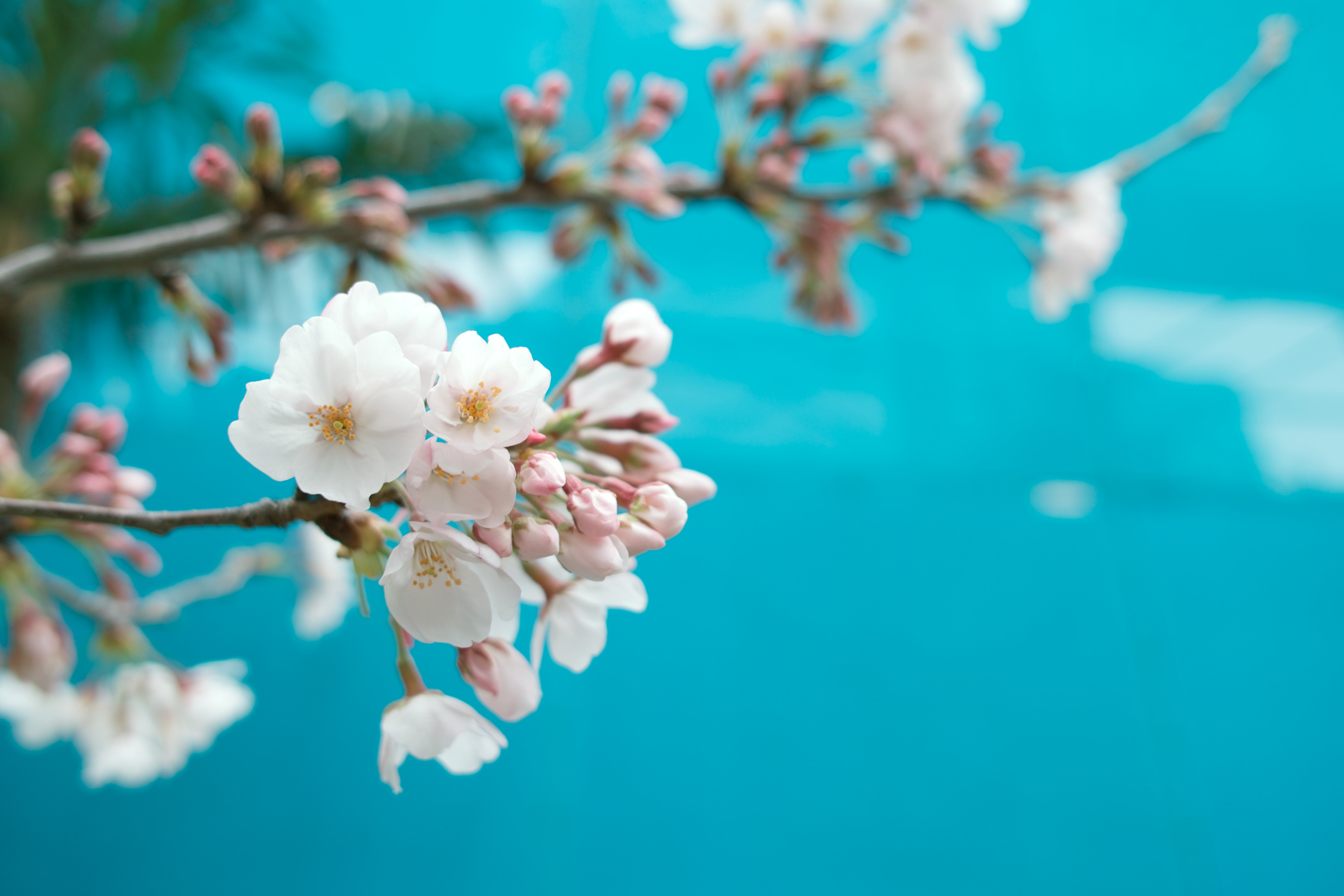 <b>DP2s / 約0.5MB / 2,640×1,760 / 1/80秒 / F4 / +1.3EV / ISO100 / WB:オート</b>