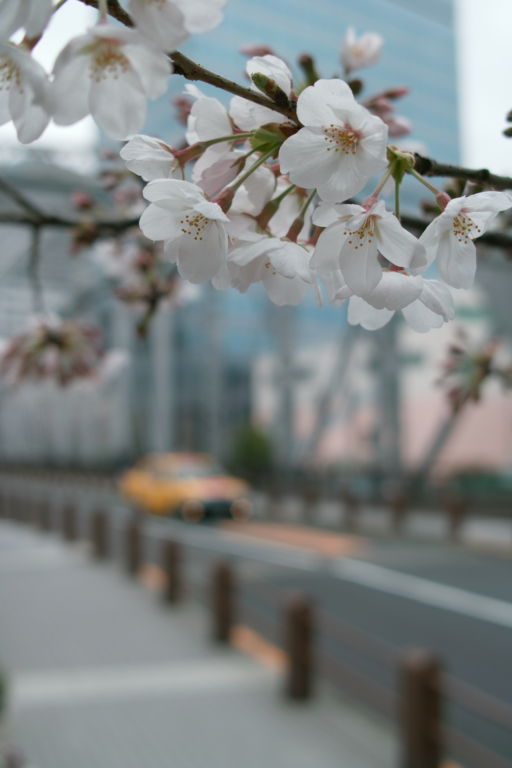 <b>DP2s / 約0.6MB / 1,760×2,640 / 1/200秒 / F4 / +1.3EV / ISO100 / WB:オート</b>