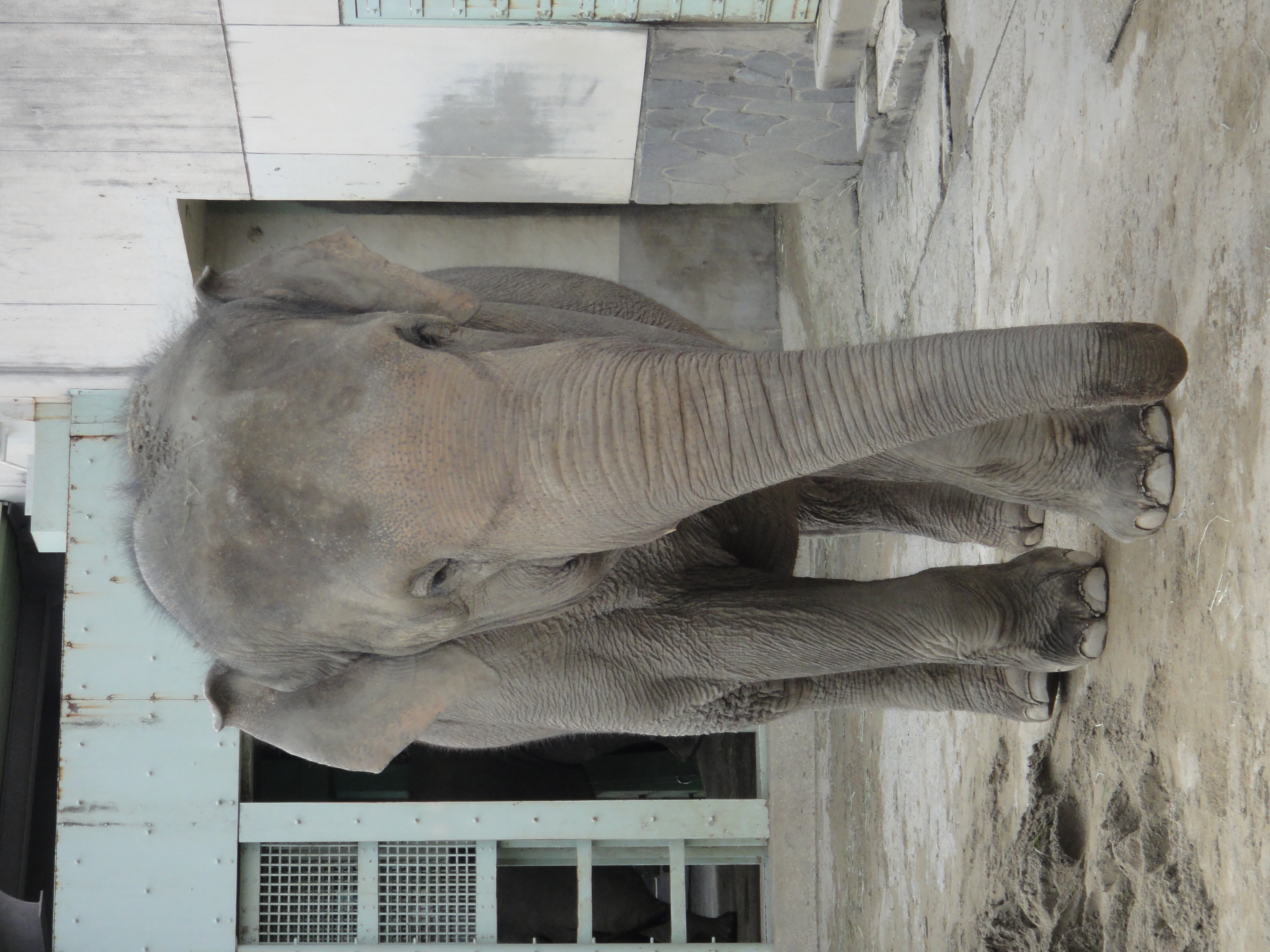 <b>DSC-TX7 / 約3.9MB / 2,736×3,648 / 1/250秒 / F4.6 / -0.3EV / ISO200 / WB:オート / 17.7mm</b>