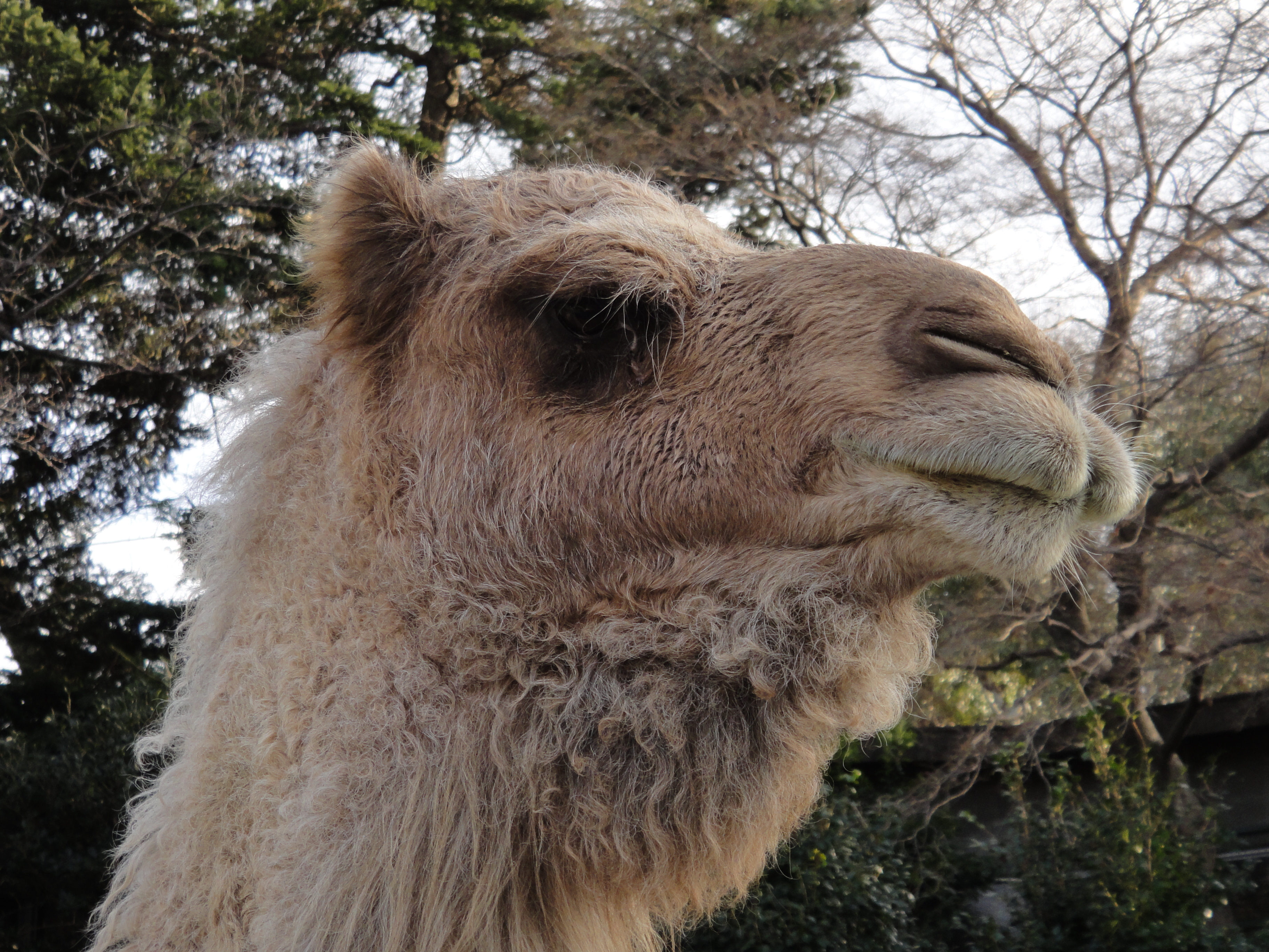 <b>DSC-TX7 / 約4.3MB / 3,648×2,736 / 1/125秒 / F4.6 / -0.3EV / ISO125 / WB:オート / 17.7mm</b>