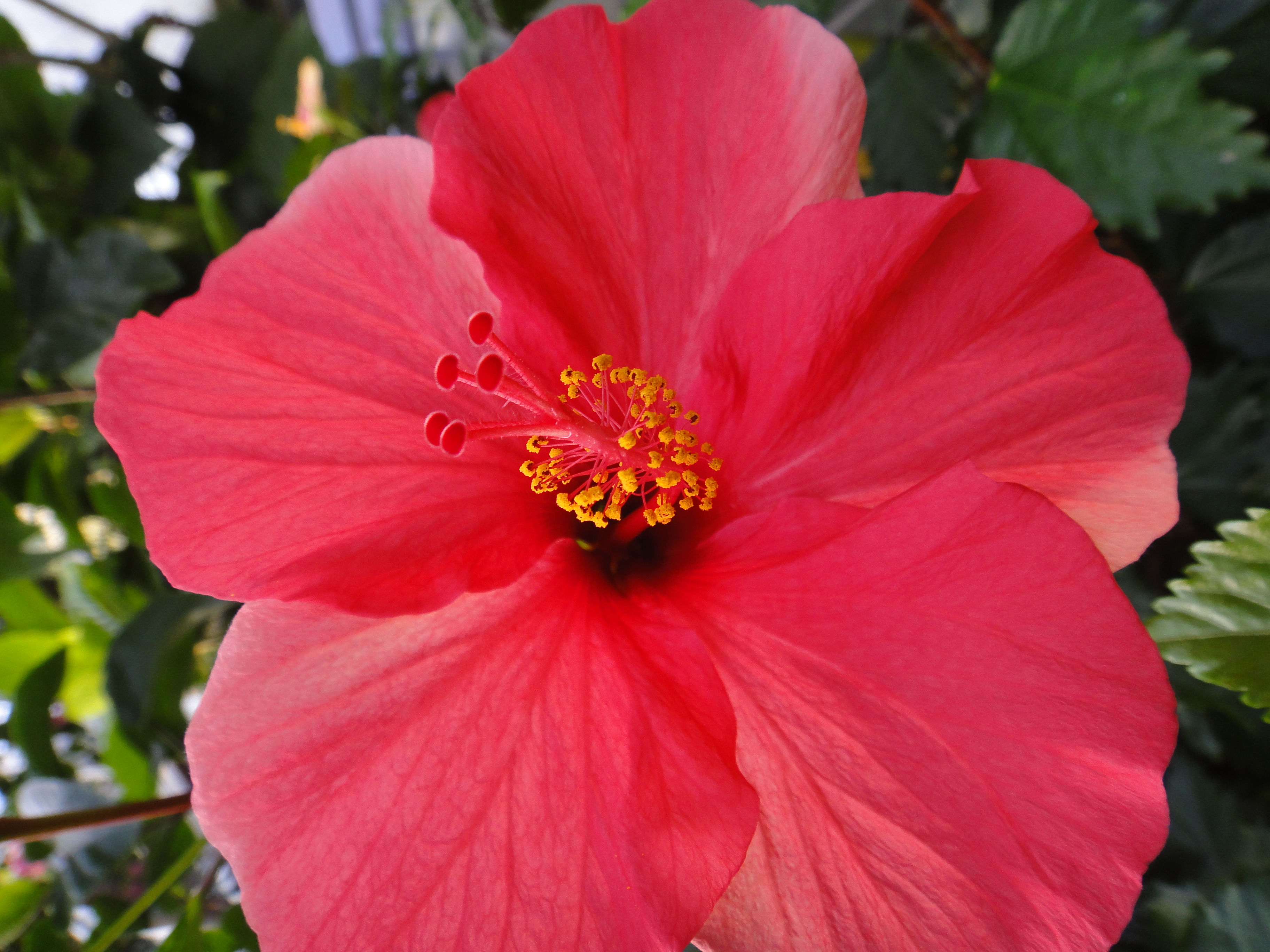 <b>DSC-TX7 / 約3.8MB / 2,736×3,648 / 1/40秒 / F3.5 / -0.3EV / ISO125 / WB:オート / 4.4mm</b>