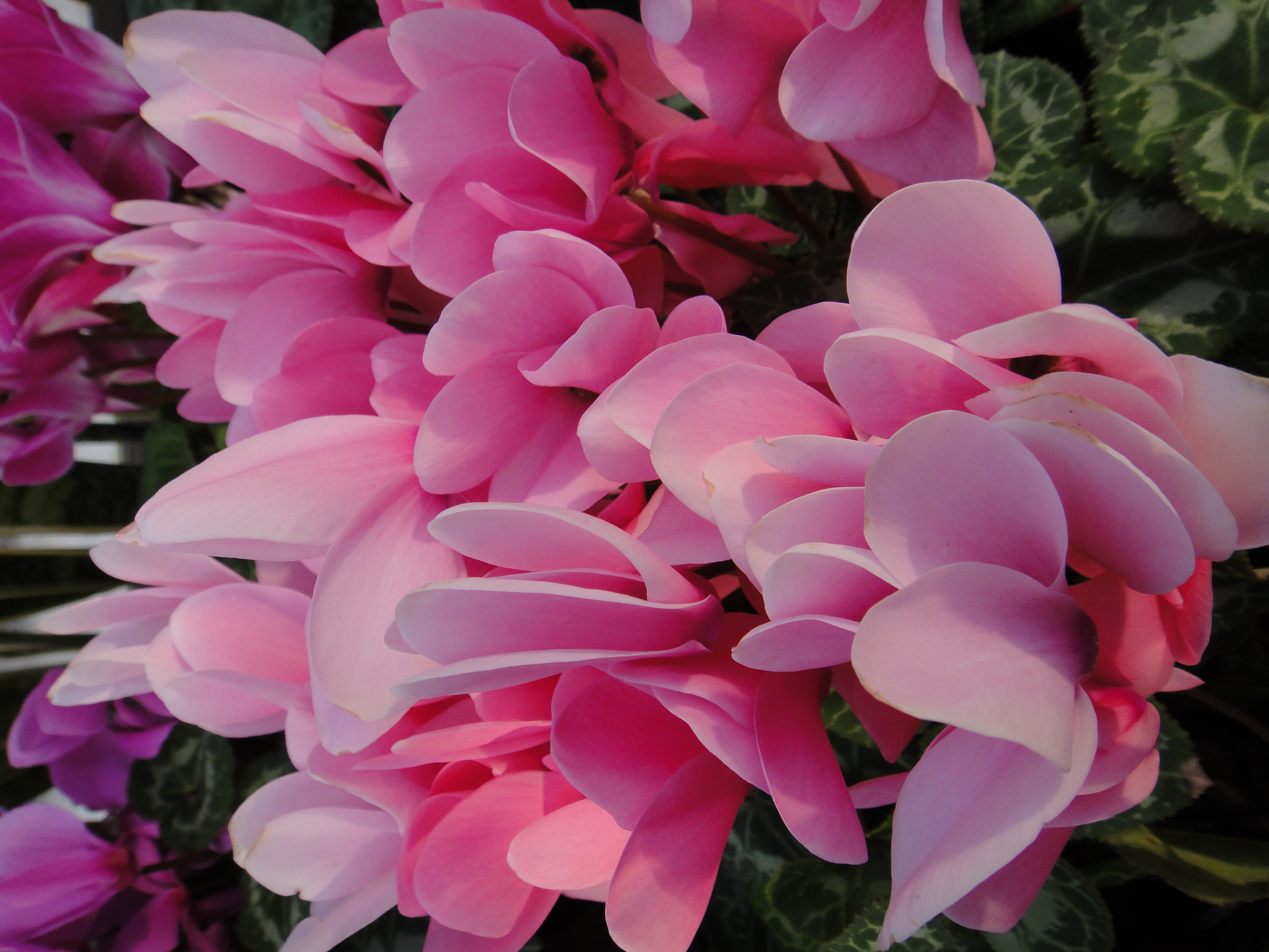 <b>DSC-TX7 / 約3.6MB / 2,736×3,648 / 1/200秒 / F3.5 / -0.3EV / ISO125 / WB:オート / 4.4mm</b>