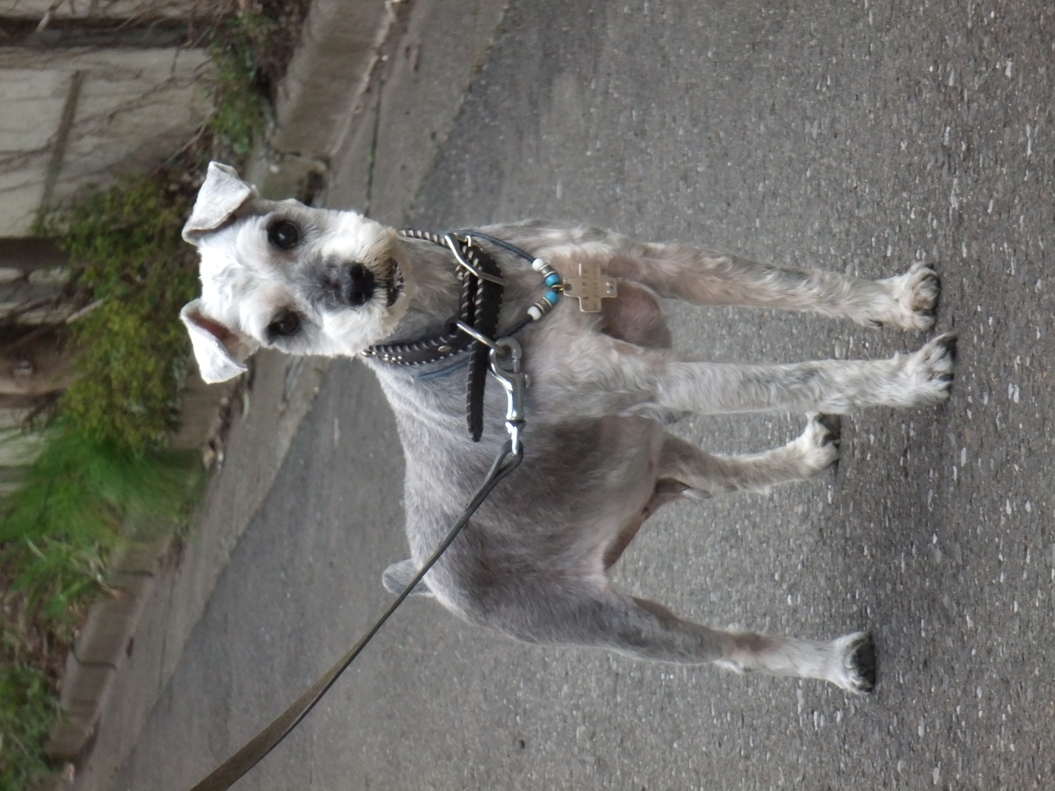 <b>「ペット検出（いぬ）」で撮ったカット。飼い主のいうことを平然とシカトするヤツなので、顔を検出するのが難しかった<br>FinePix Z700EXR / 4,000×3,000 / 1/105秒 / F4.7 / 0EV / ISO200（Dレンジ：100％） / WB：オート / 32mm（175mm相当）</b>