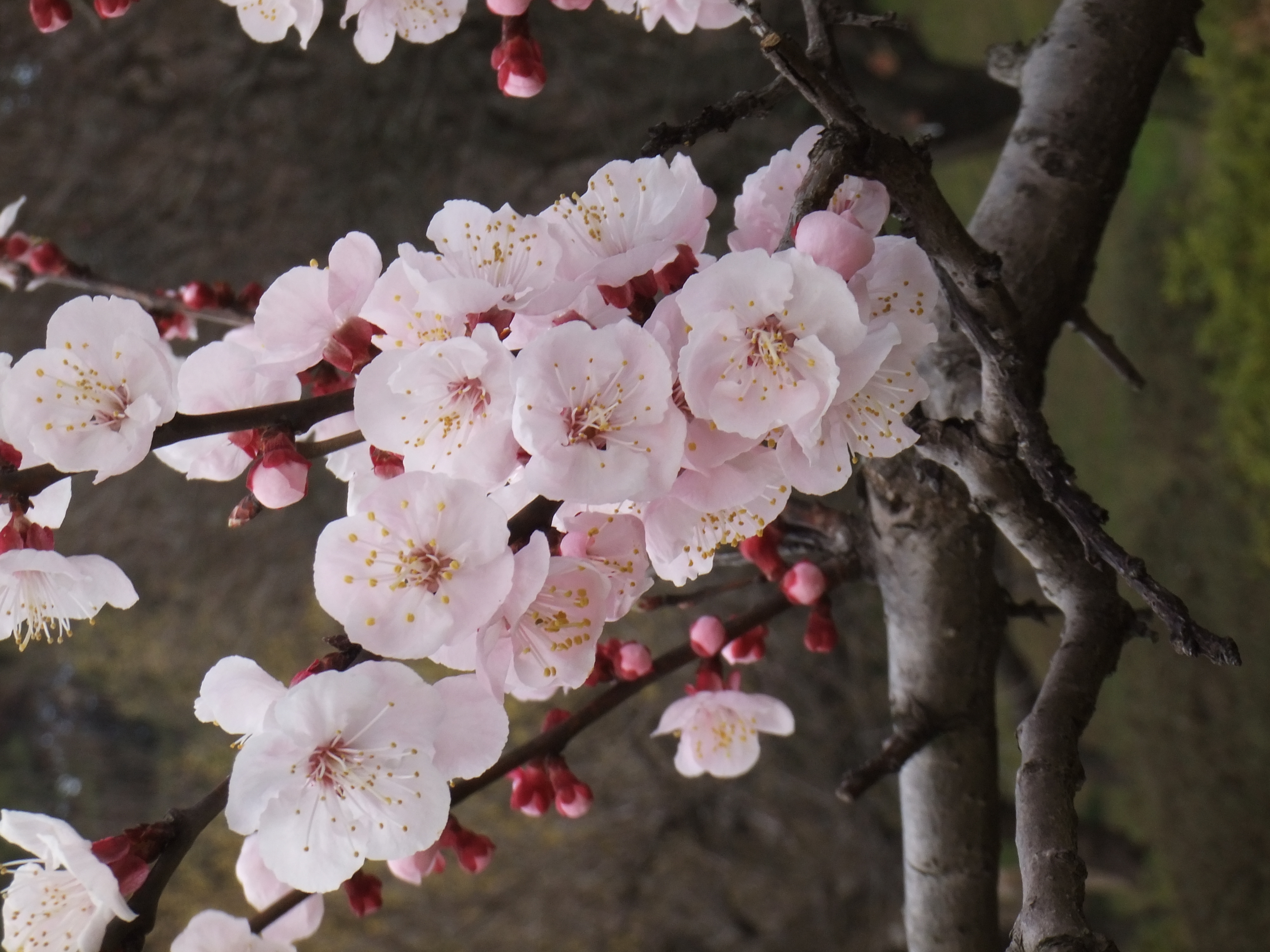 <b>露出補正をやるのにいちいち「MENU」を開かなくてはならないのは面倒だ。このあたりの操作性はぜひ改善してもらいたいところだ<br>FinePix Z700EXR / 4,000×3,000 / 1/70秒 / F8 / -0.7EV / ISO100（Dレンジ：100％） / WB：オート / 18.9mm（103mm相当）</b>