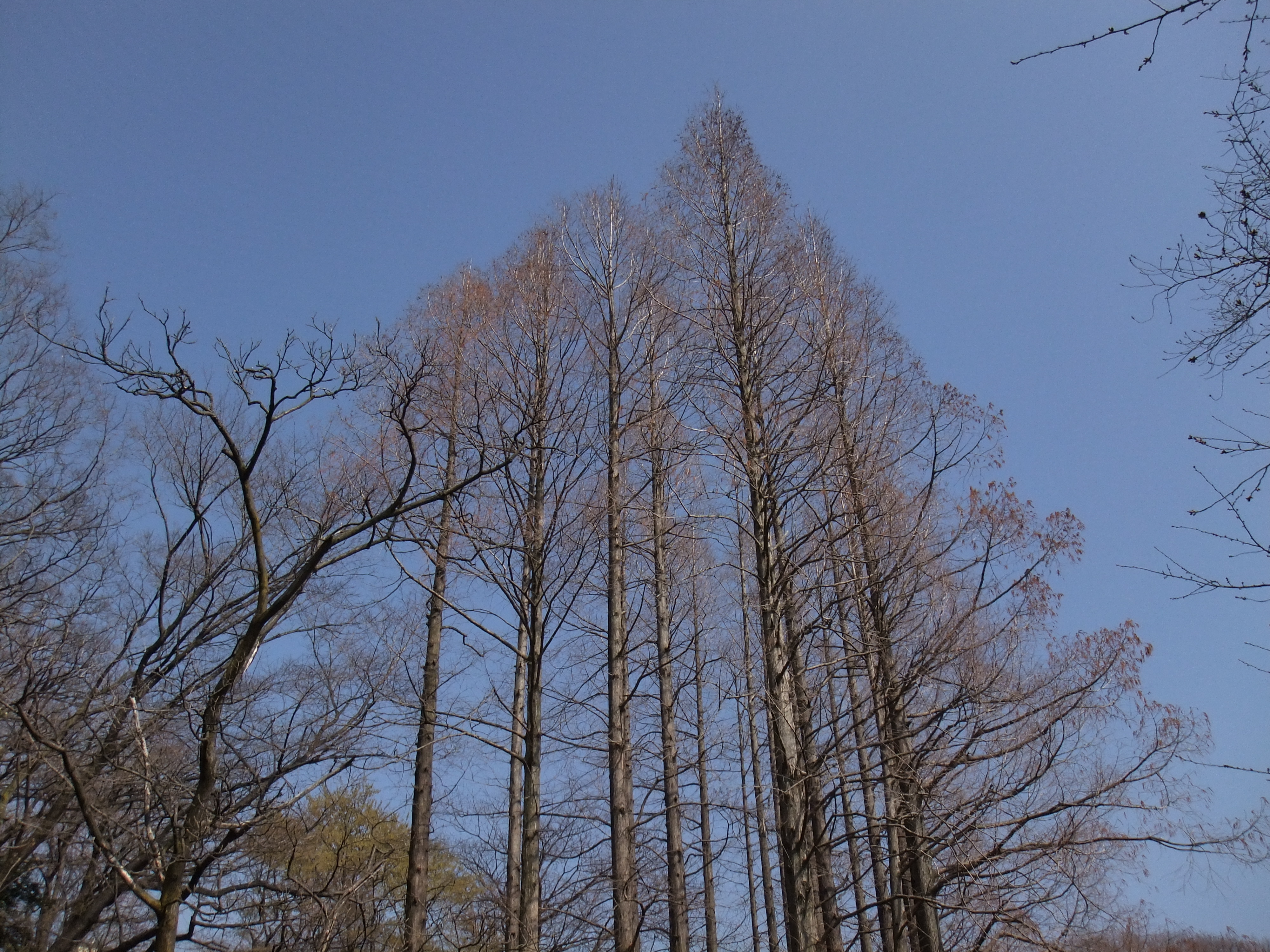 <b>ピクセル等倍で見ると、細かい部分はもやっとした感じになってしまうが、プリントではシャープに見えるのが不思議ですごいところ<br>FinePix Z700EXR / 4,000×3,000 / 1/420秒 / F6.4 / -0.7EV / ISO100（Dレンジ：100％） / WB：太陽光 / 6.4mm（35mm相当）</b>