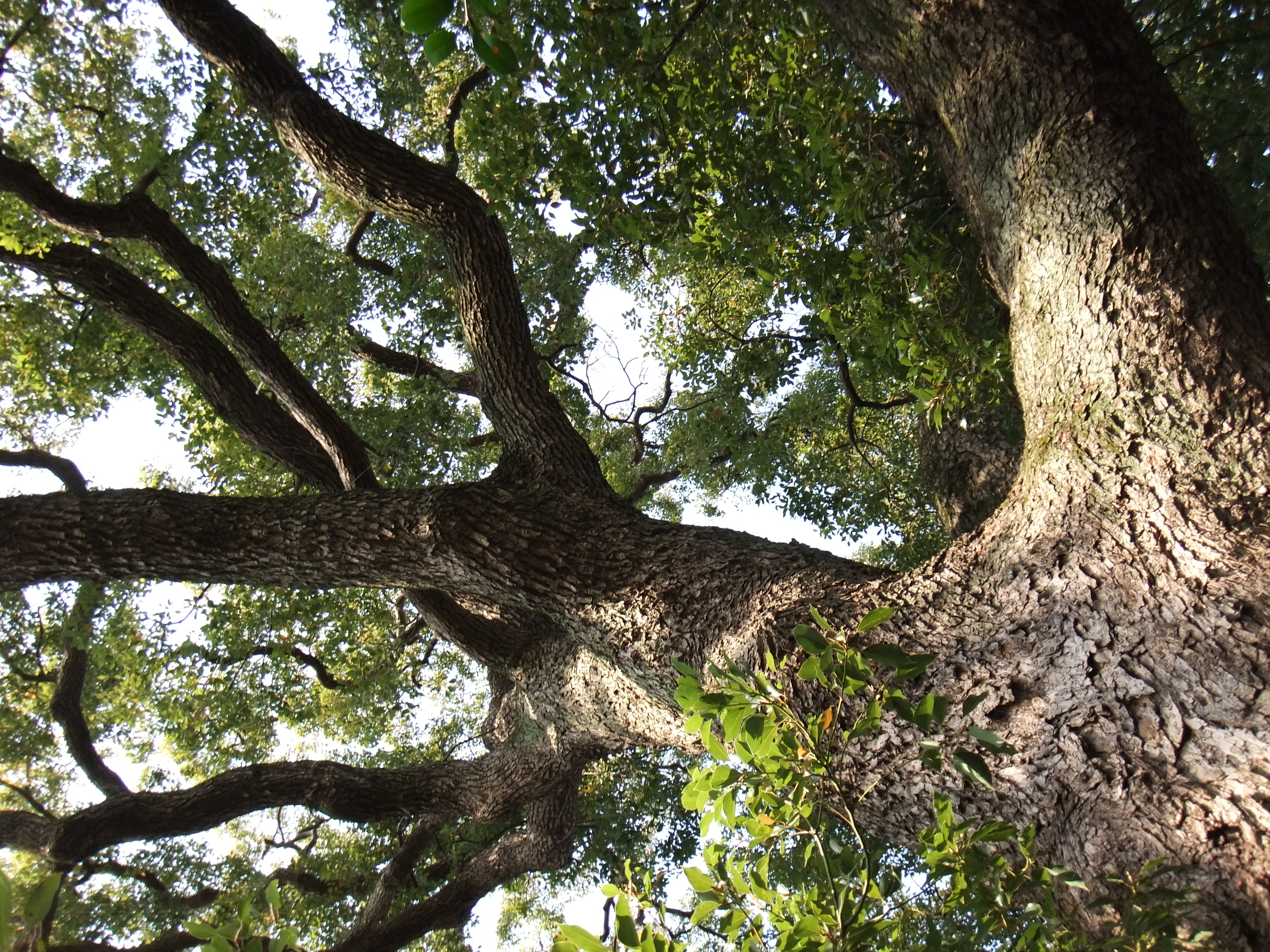 <b>個人的には35mm相当の画角は大好きなのだが、こういうシーンだともっとワイドなレンズが欲しくなる<br>FinePix Z700EXR / 4,000×3,000 / 1/105秒 / F3.9 / 0EV / ISO100（Dレンジ：100％） / WB：太陽光 / 6.4mm（35mm相当）</b>