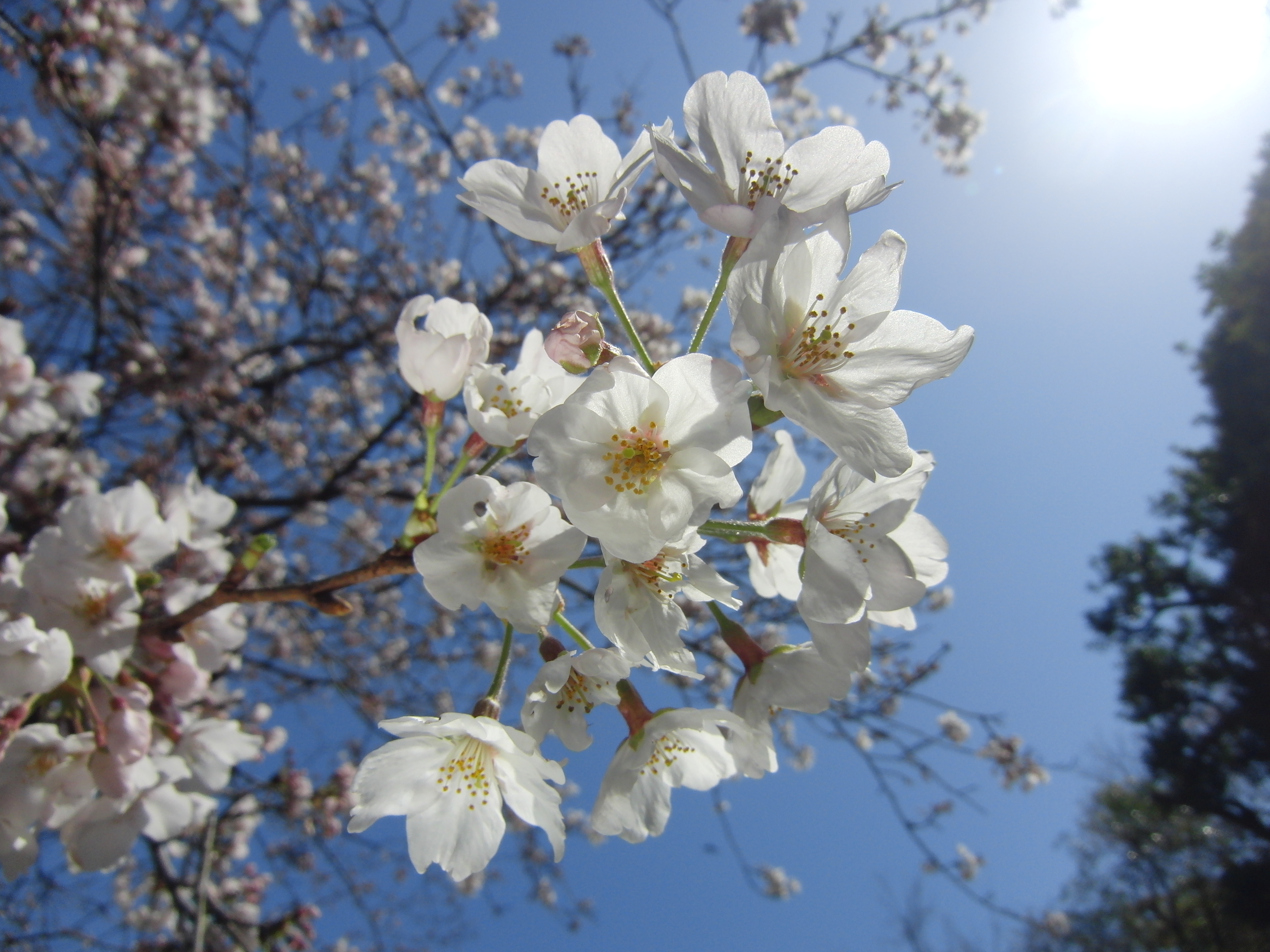 <b>EX-FH100 / 約3.8MB / 3,648×2,736 / 1/640秒 / F7.5 / 0EV / ISO100 / WB:太陽光 / 4.3mm</b>