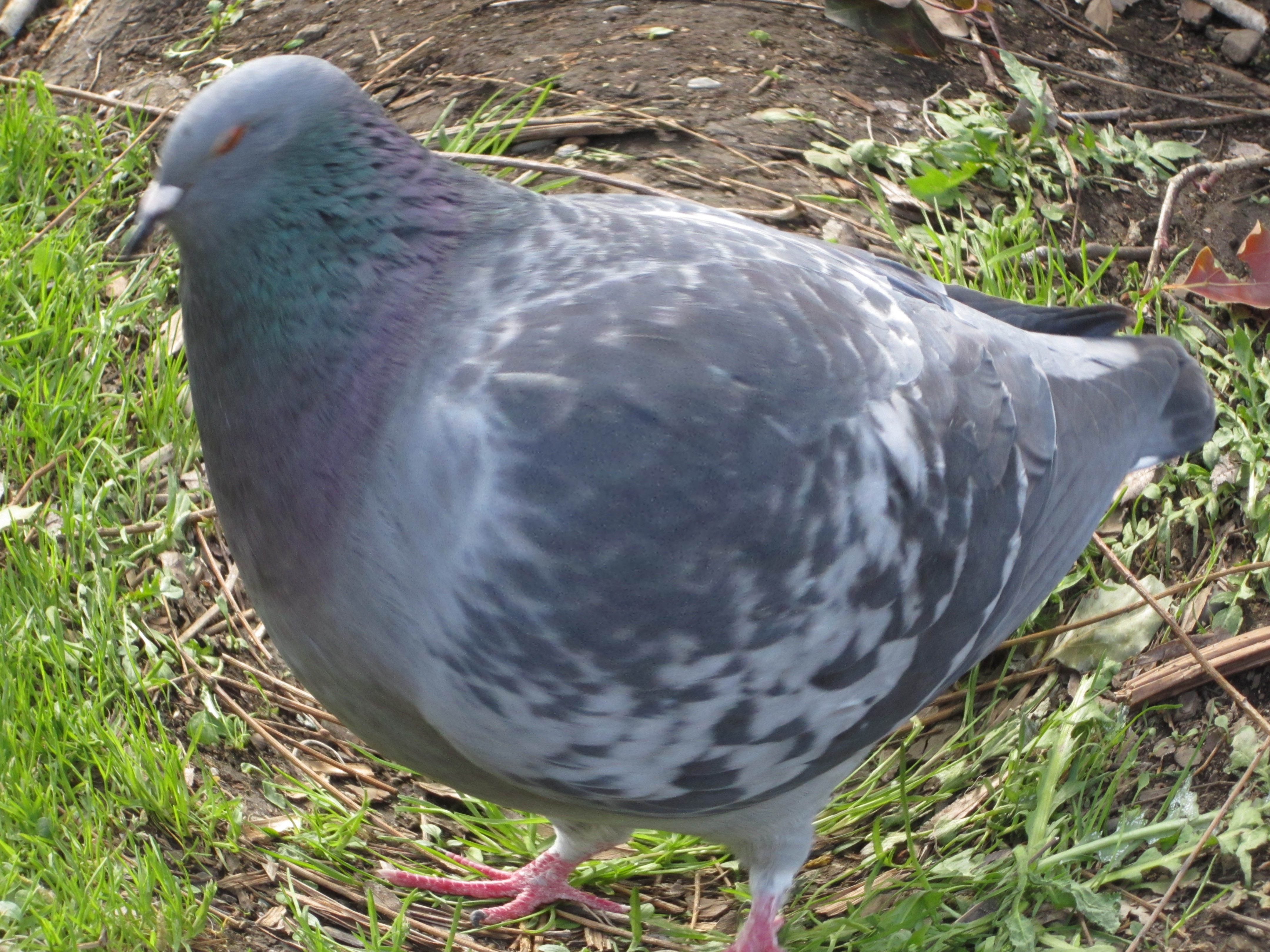 <b>IXY 400F / 4,320×3,240 / 1/200秒 / F5.9 / 0EV / ISO400 / 魚眼風 / WB:オート / 20mm</b>