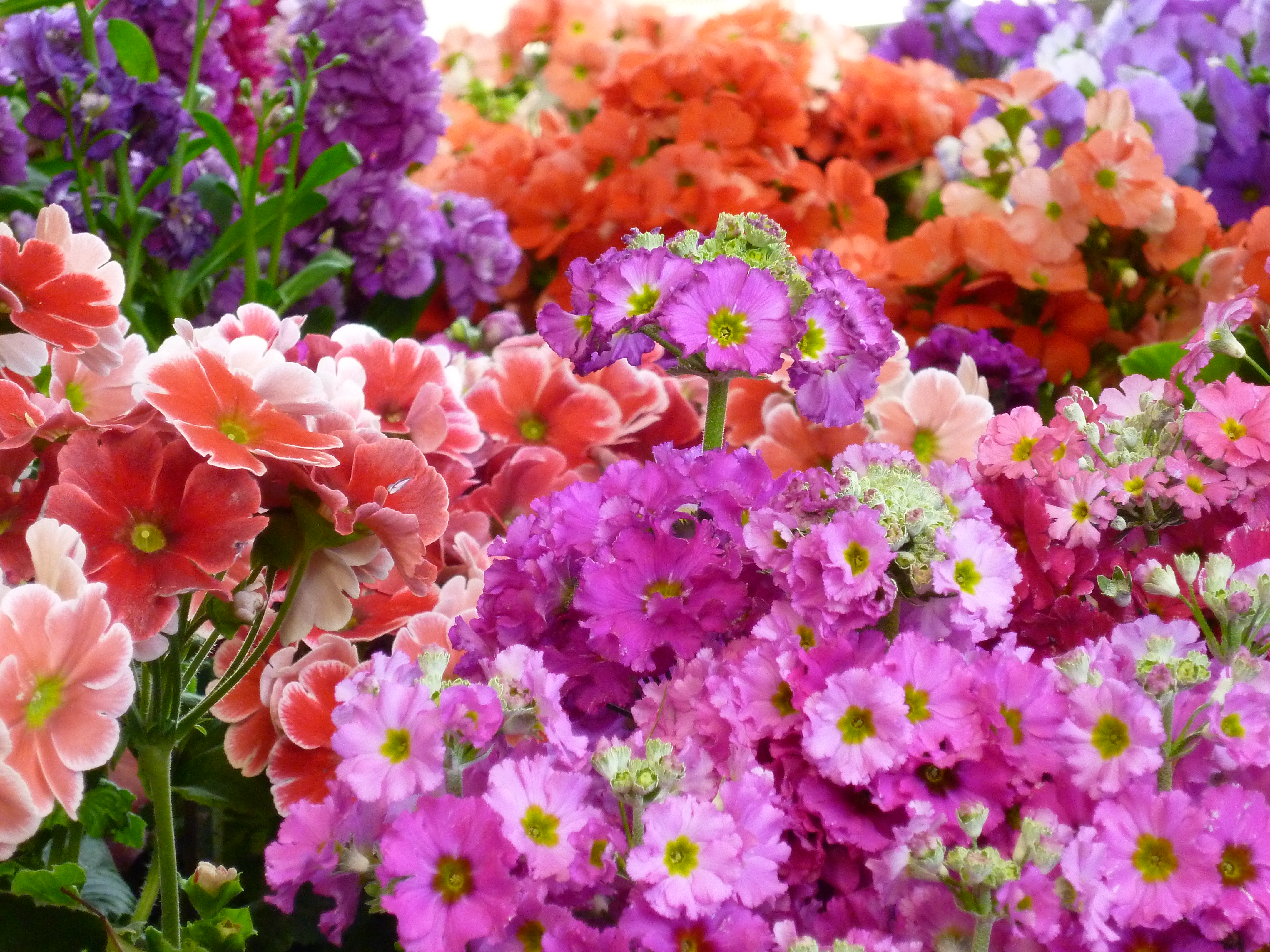 <b>ハッピーカラーON<br>DMC-FX66 / 約5.5MB / 4,320×3,240 / 1/10秒 / F5.9 / 0EV / ISO400 / WB:オート / 22.5mm</b>