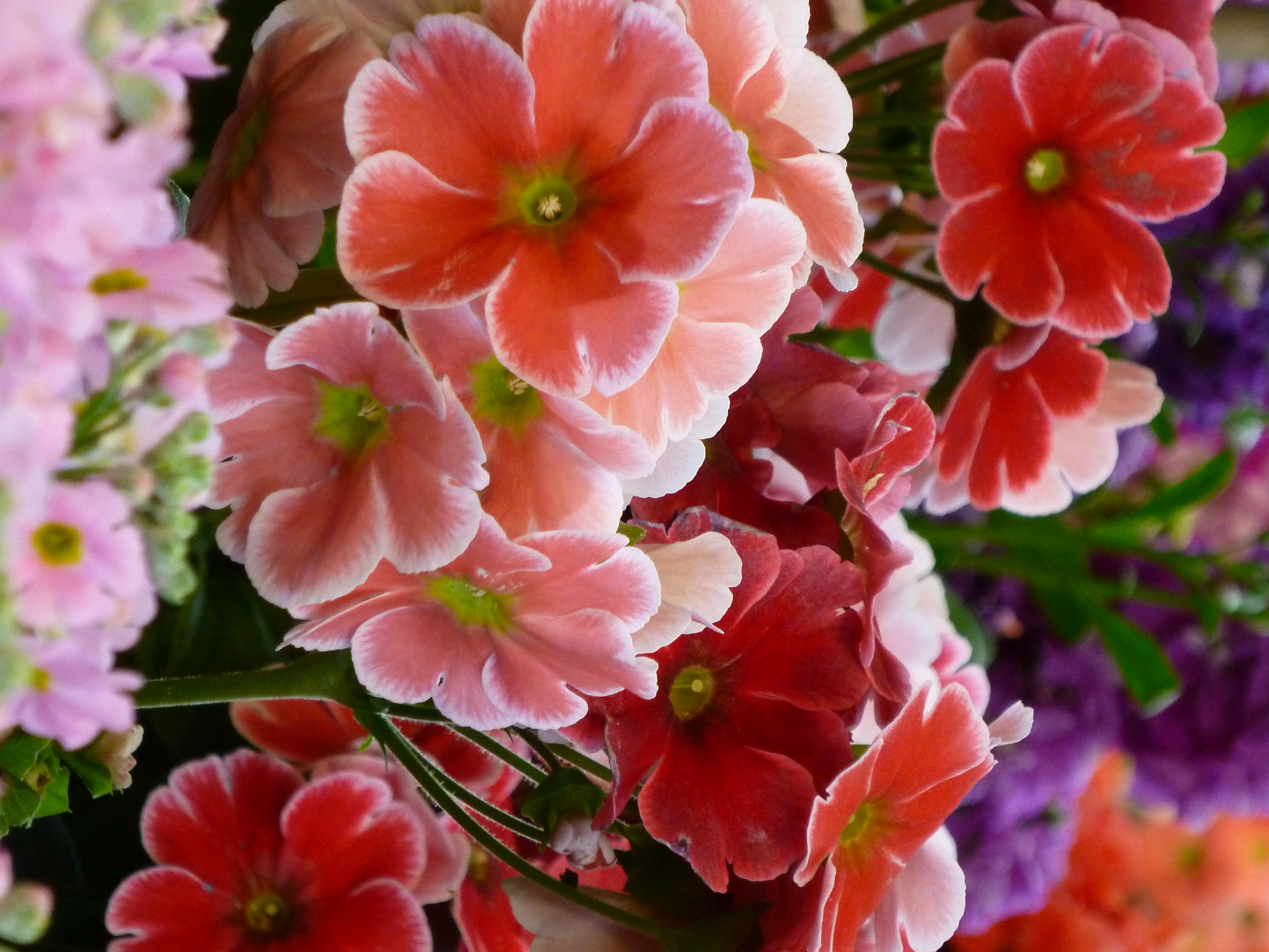 <b>ハッピーカラーOFF・超解像ON<br>DMC-ZX3 / 約5.5MB / 3,240×4,320 / 1/13秒 / F5.9 / 0EV / ISO400 / WB:オート / 36mm</b>