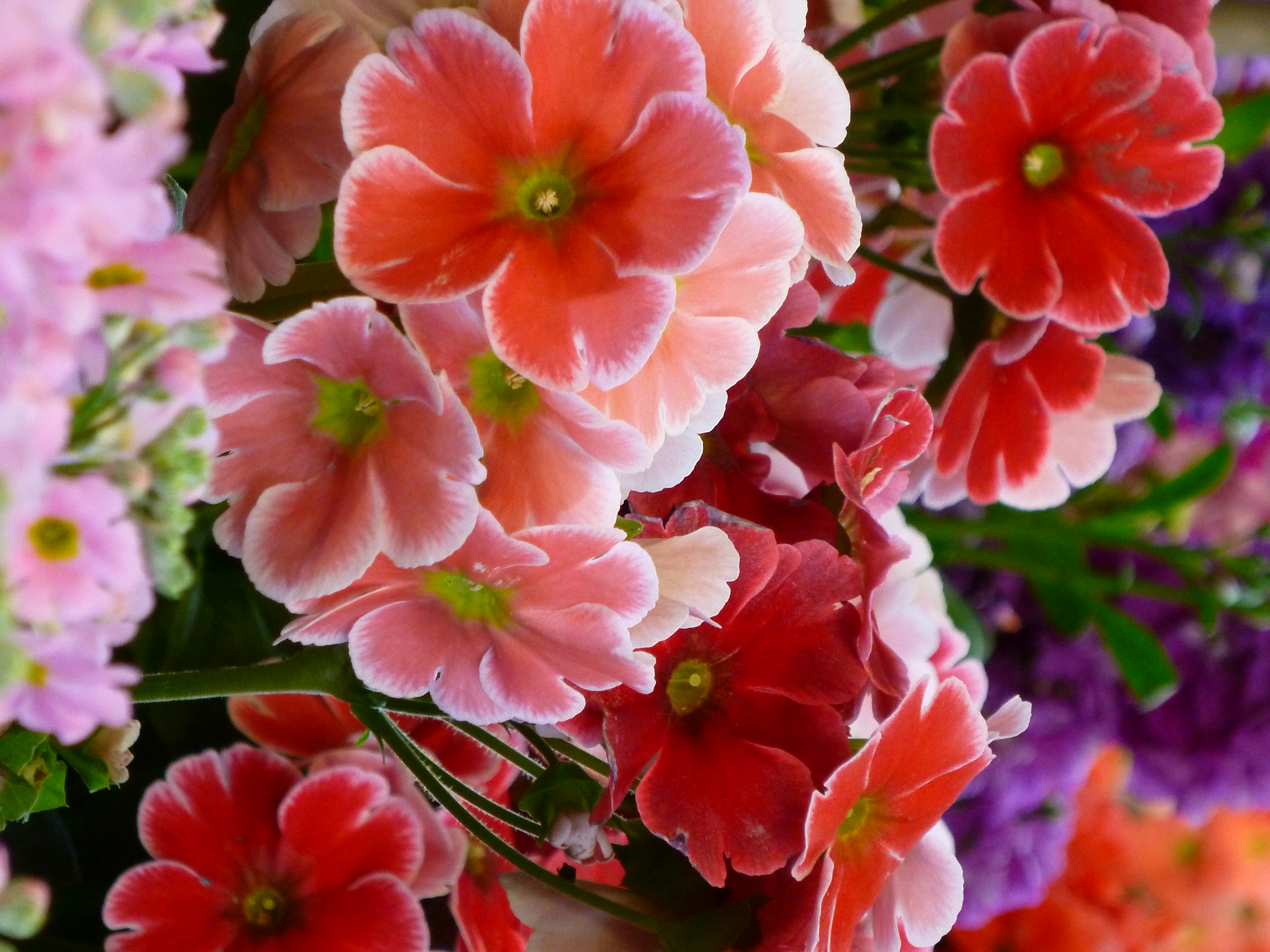 <b>ハッピーカラーON・超解像ON<br>DMC-ZX3 / 約5.7MB / 3,240×4,320 / 1/13秒 / F5.9 / 0EV / ISO400 / WB:オート / 36mm</b>