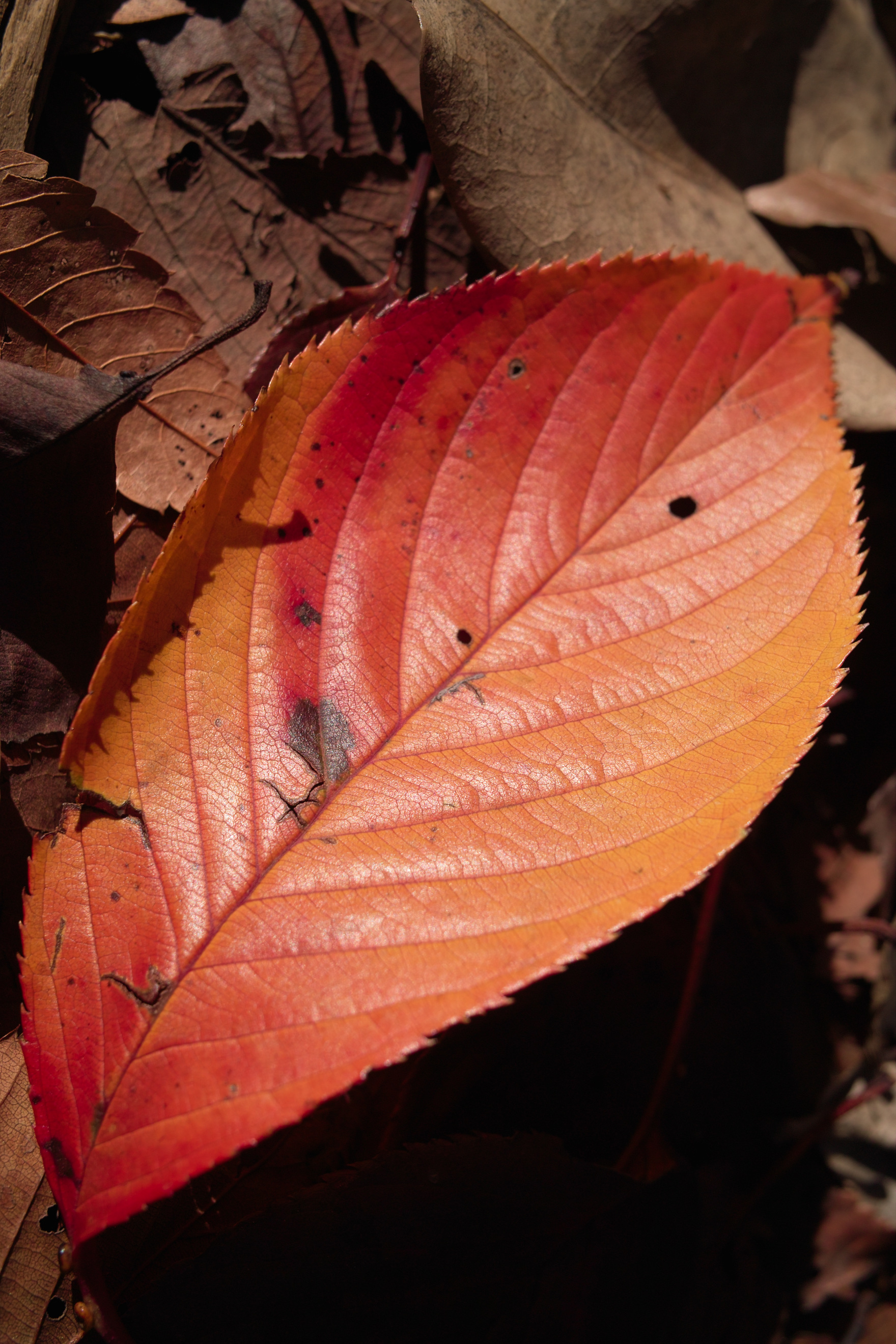 <b>AML-1装着<br>DP2 / 約1.3MB / 1,760×2,640 / 1/320秒 / F7.1 / 0EV / ISO100 / 24.2mm</b>