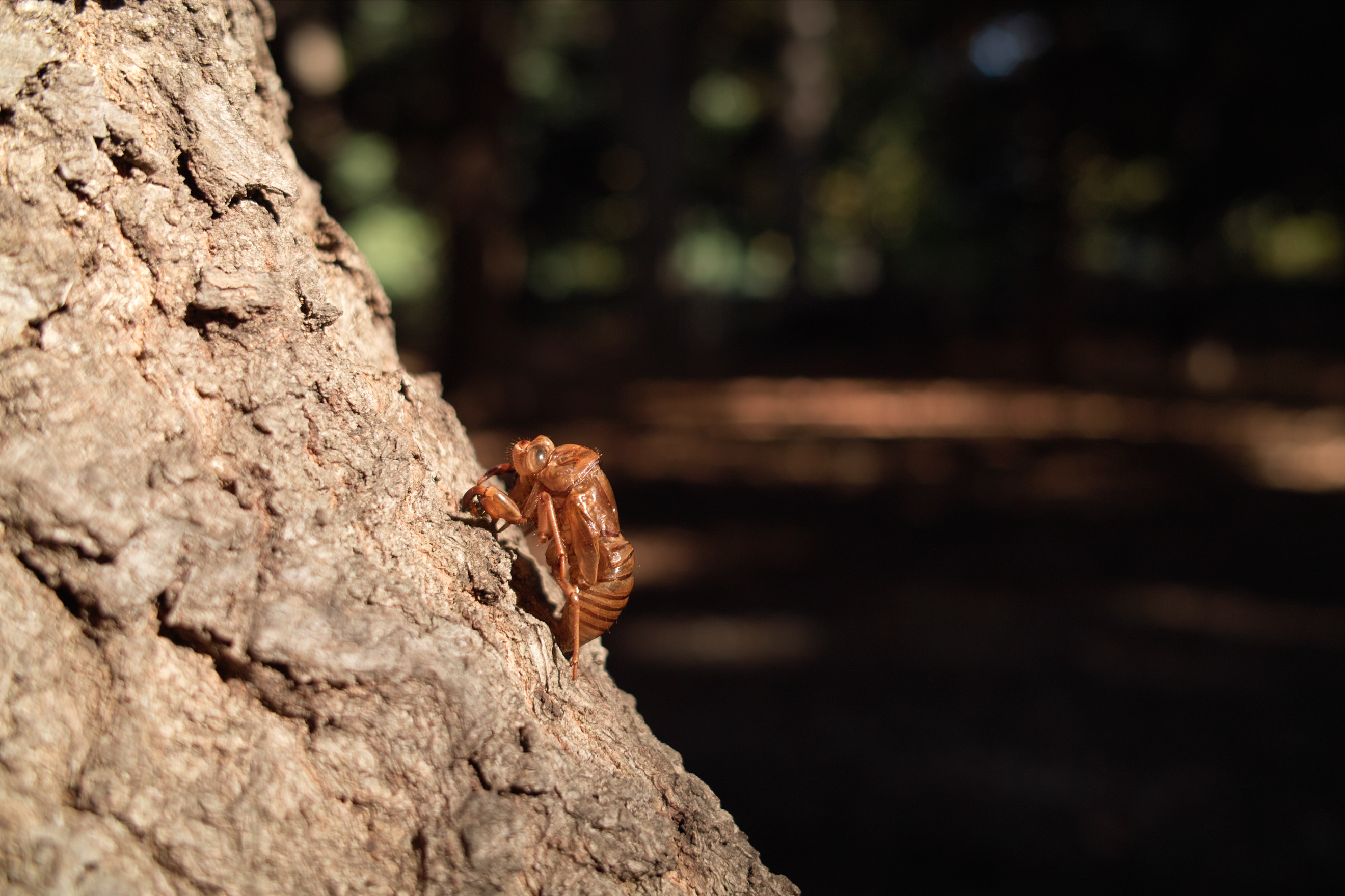 <b>AML-1非装着<br>DP2 / 約1.1MB / 2,640×1,760 / 1/100秒 / F4 / 0EV / ISO100 / 24.2mm</b>