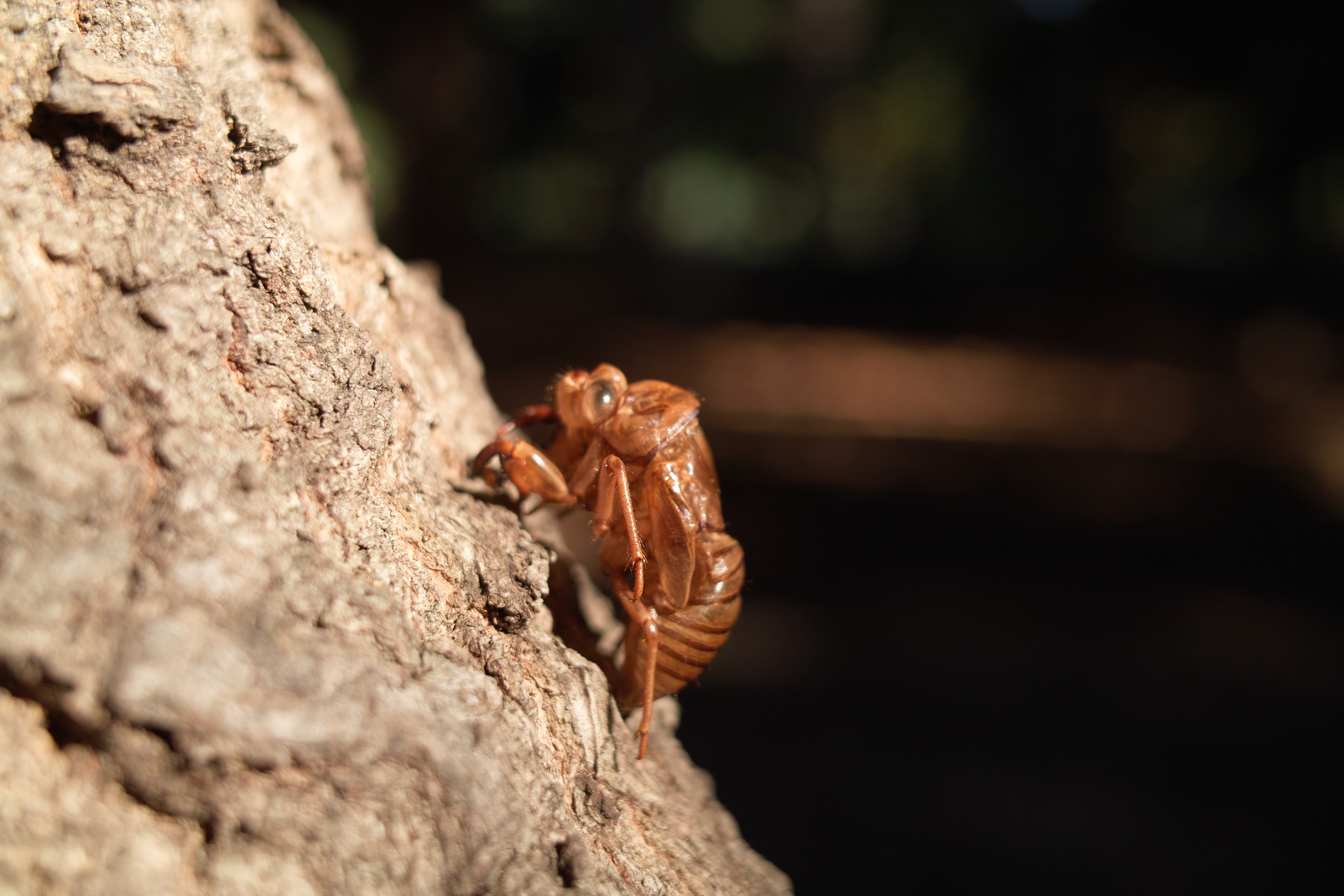 <b>AML-1装着<br>DP2 / 約1013K / 2,640×1,760 / 1/100秒 / F4 / 0EV / ISO100 / 24.2mm</b>